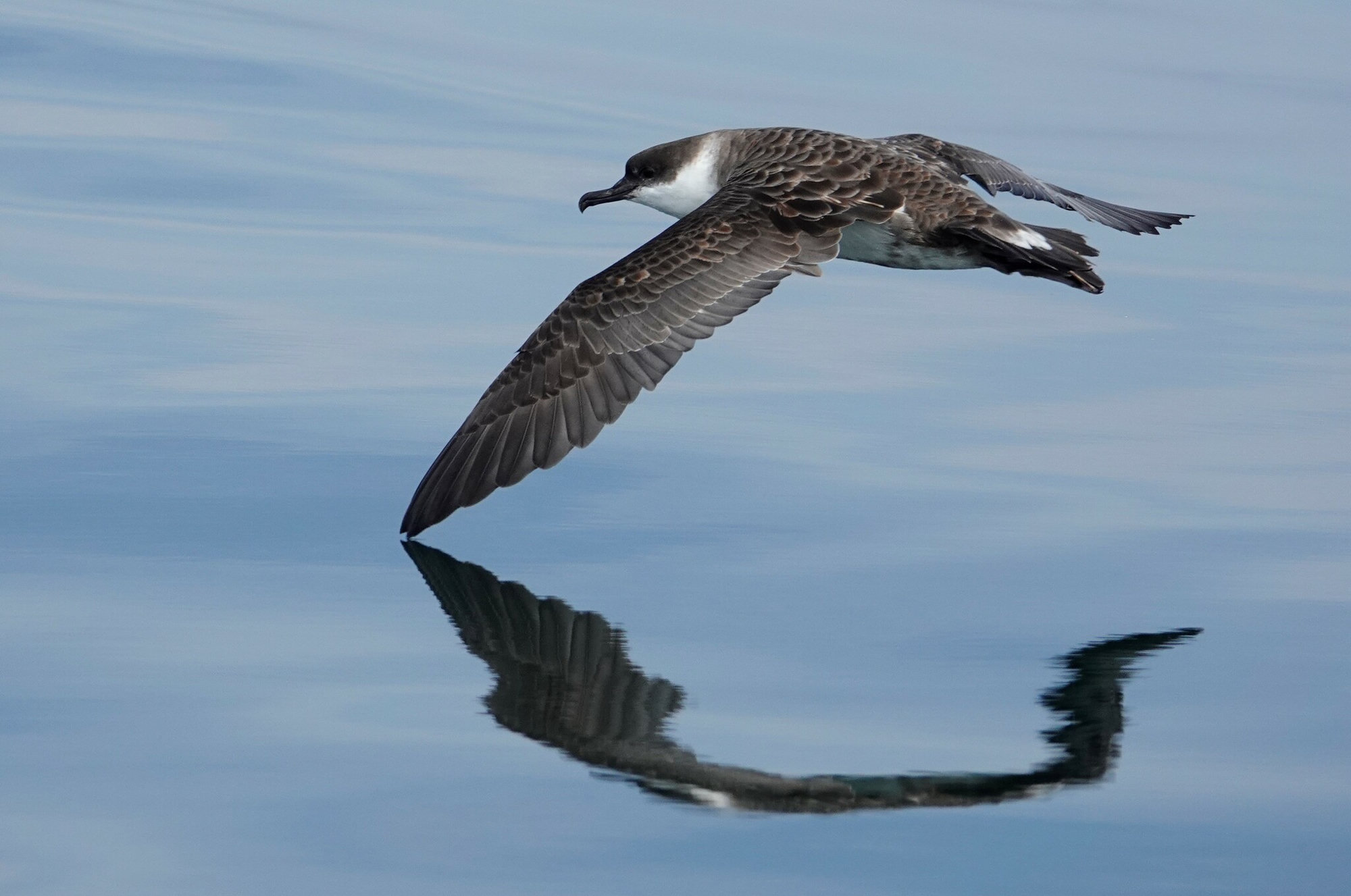 A great shearwater skimming low over calm blue water, its dark cap, white collar and long wings mirrored below.