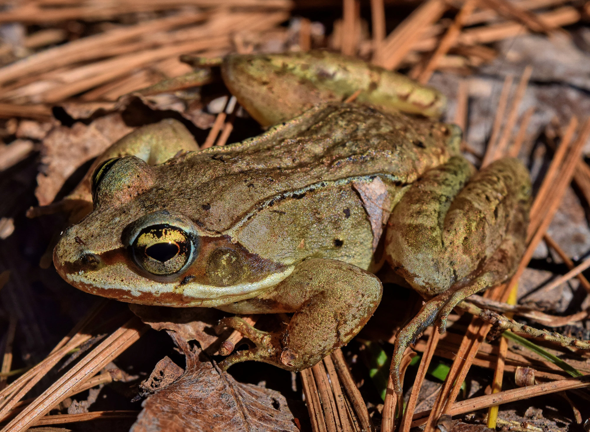 A wood frog sitting on pine needles, tan-brown with a dark mask through its eye and a pale line along its lip.