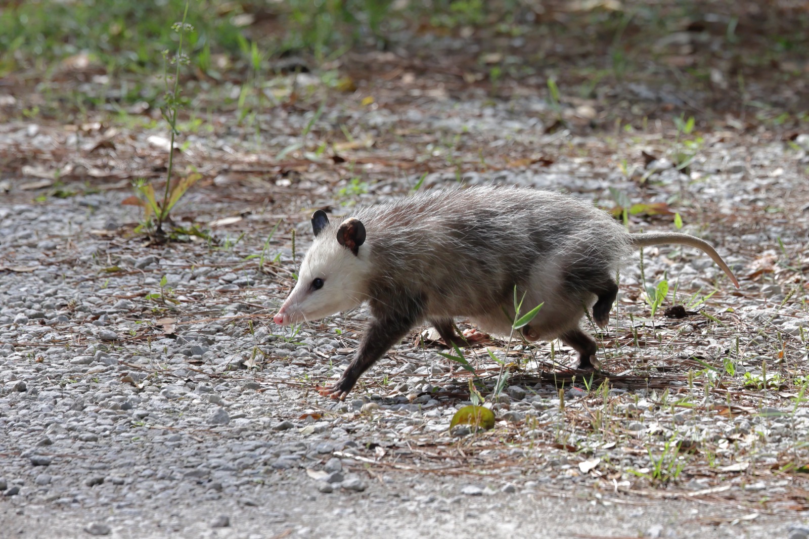 A Virginia opossum walking across gravel and pine litter, white face and black ears, naked tail trailing behind.