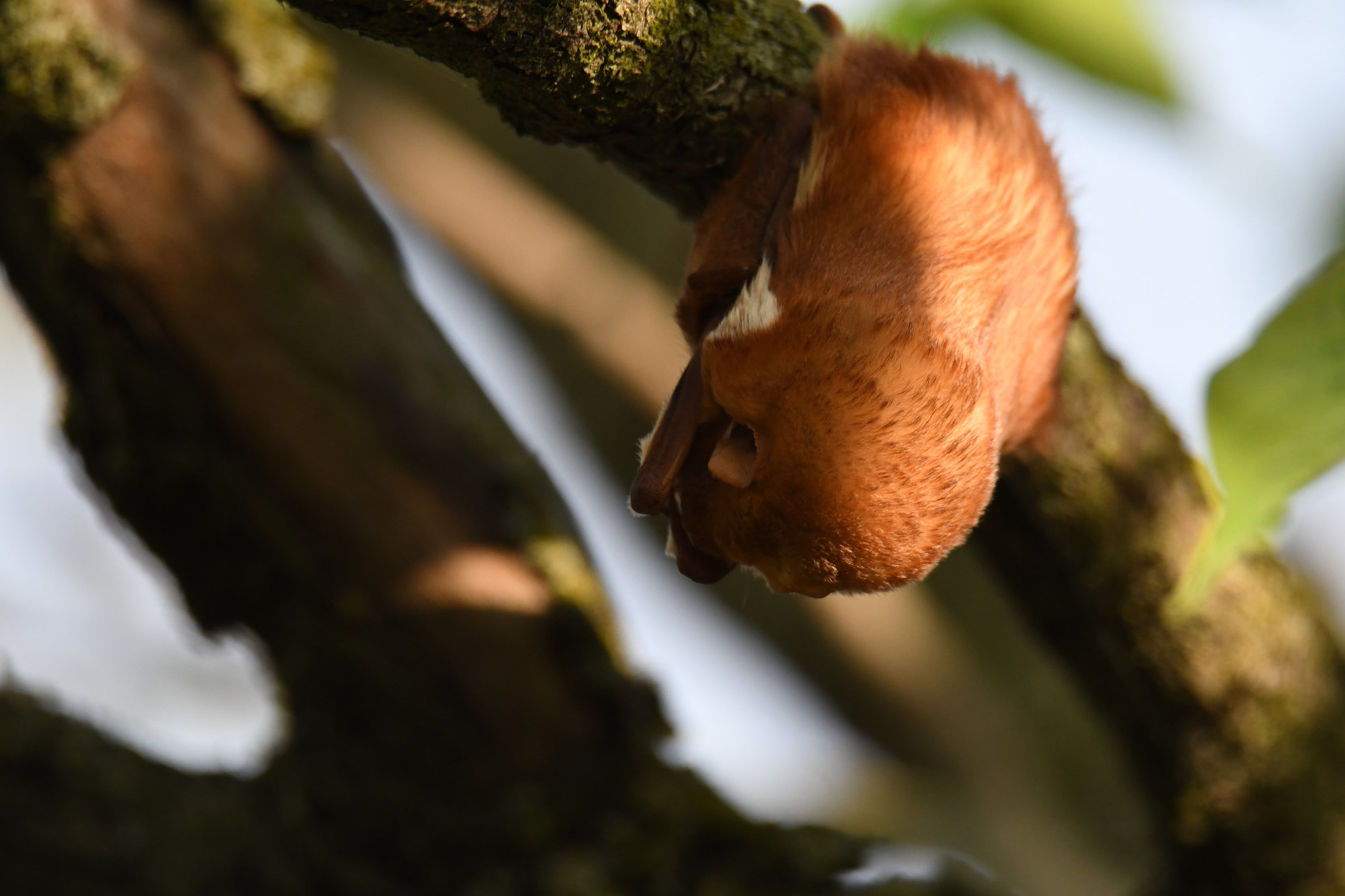 An eastern red bat hanging upside down beneath a branch, its rust-orange fur bright against dark bark.