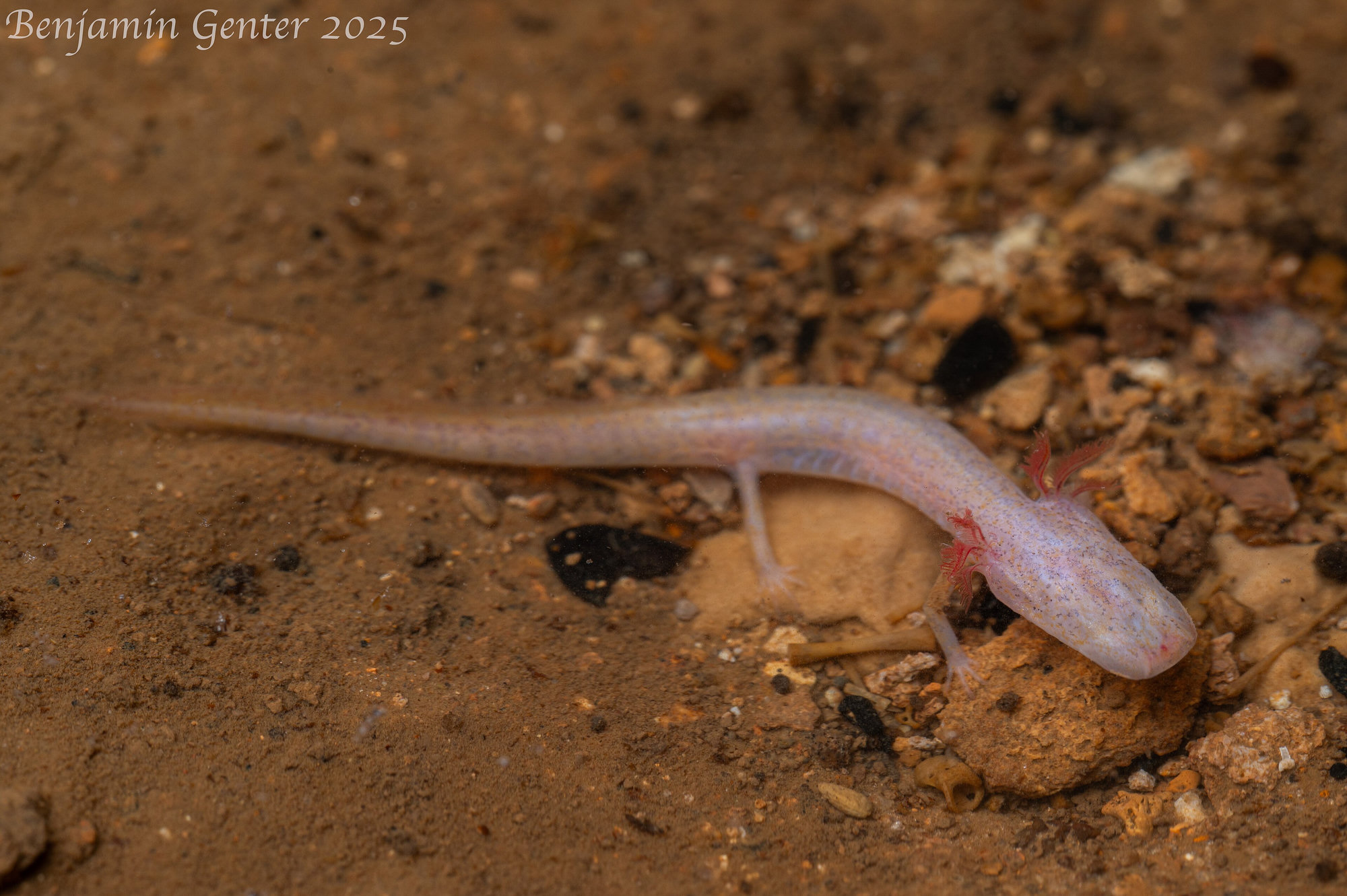 A Georgia blind salamander on cave sediment, pale pinkish-white and eyeless, with small red feathery gills.