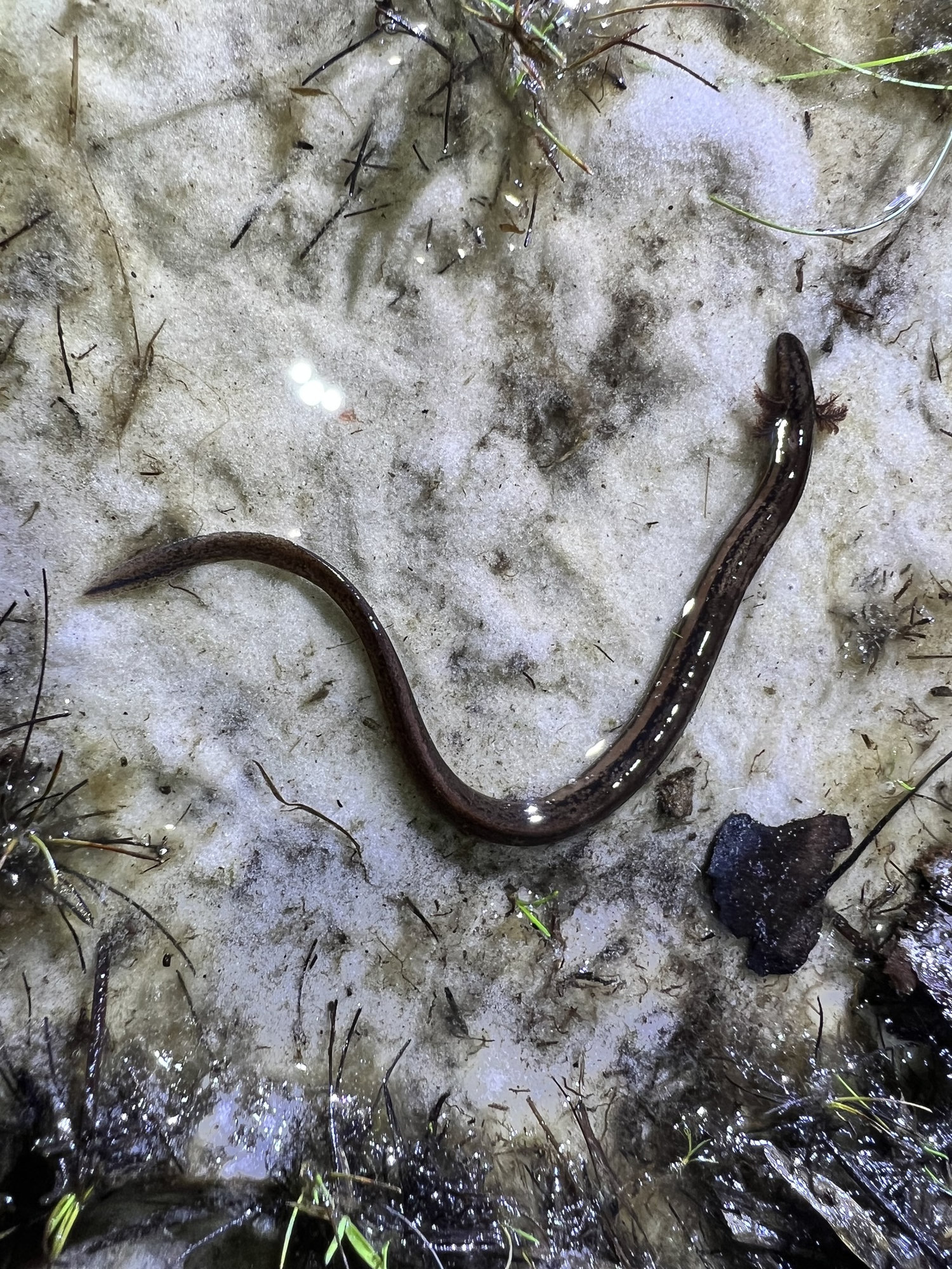 A northern dwarf siren in shallow water over pale sand, slender and dark brown with faint stripes along its side.