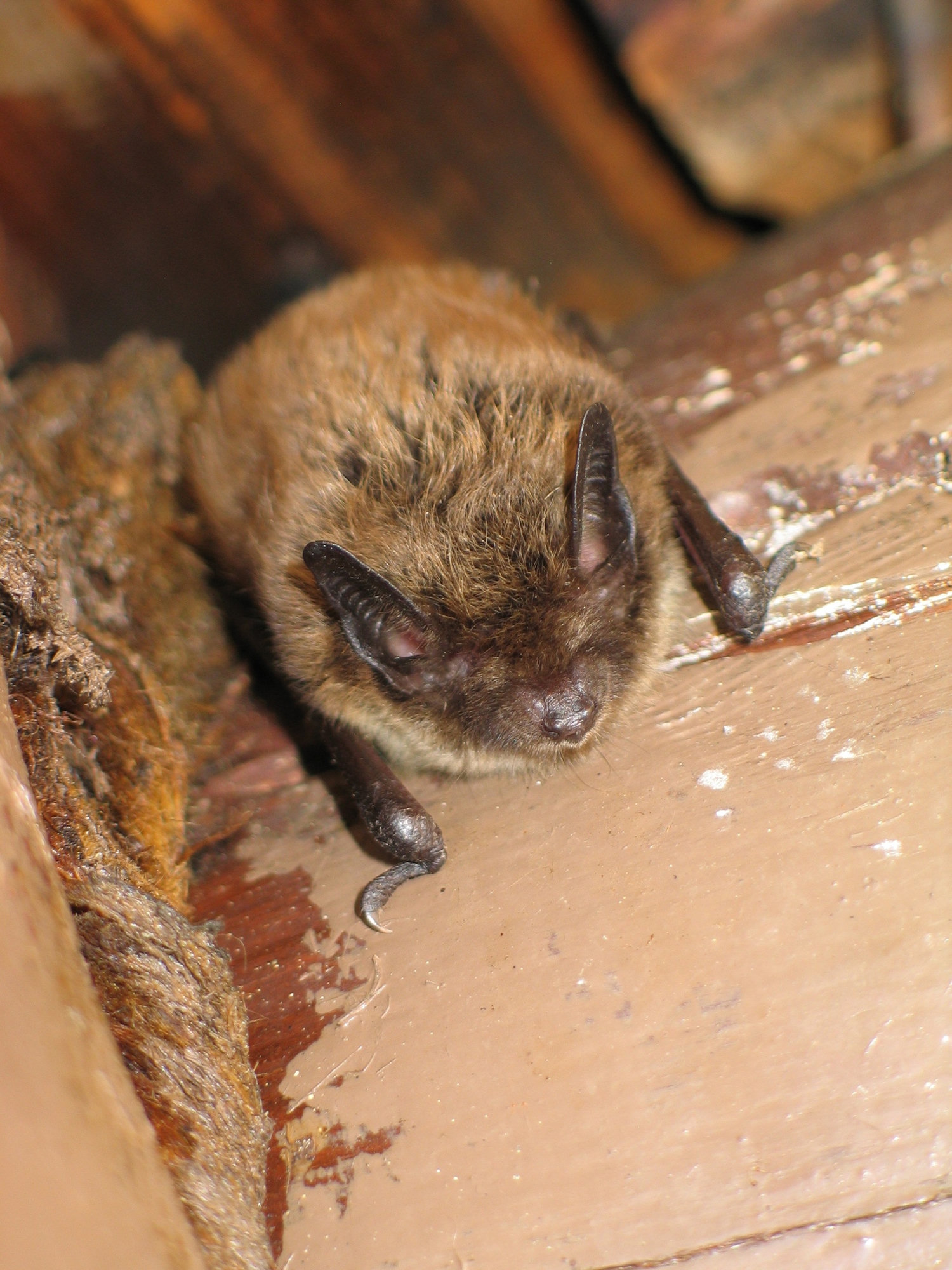 A little brown bat clinging to a wooden beam, its glossy brown fur and small dark ears facing the camera.