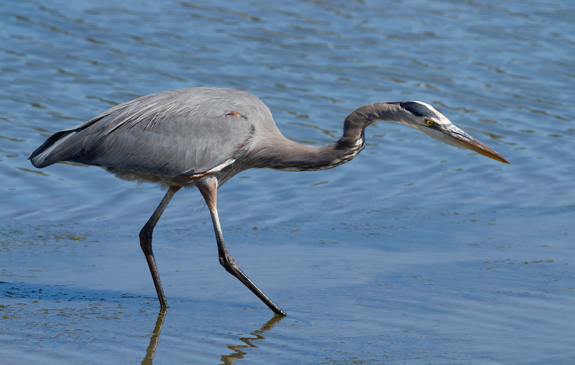 A great blue heron wading through shallow blue water, tall and blue-grey with a white face, a black stripe above the eye and a long dagger bill.