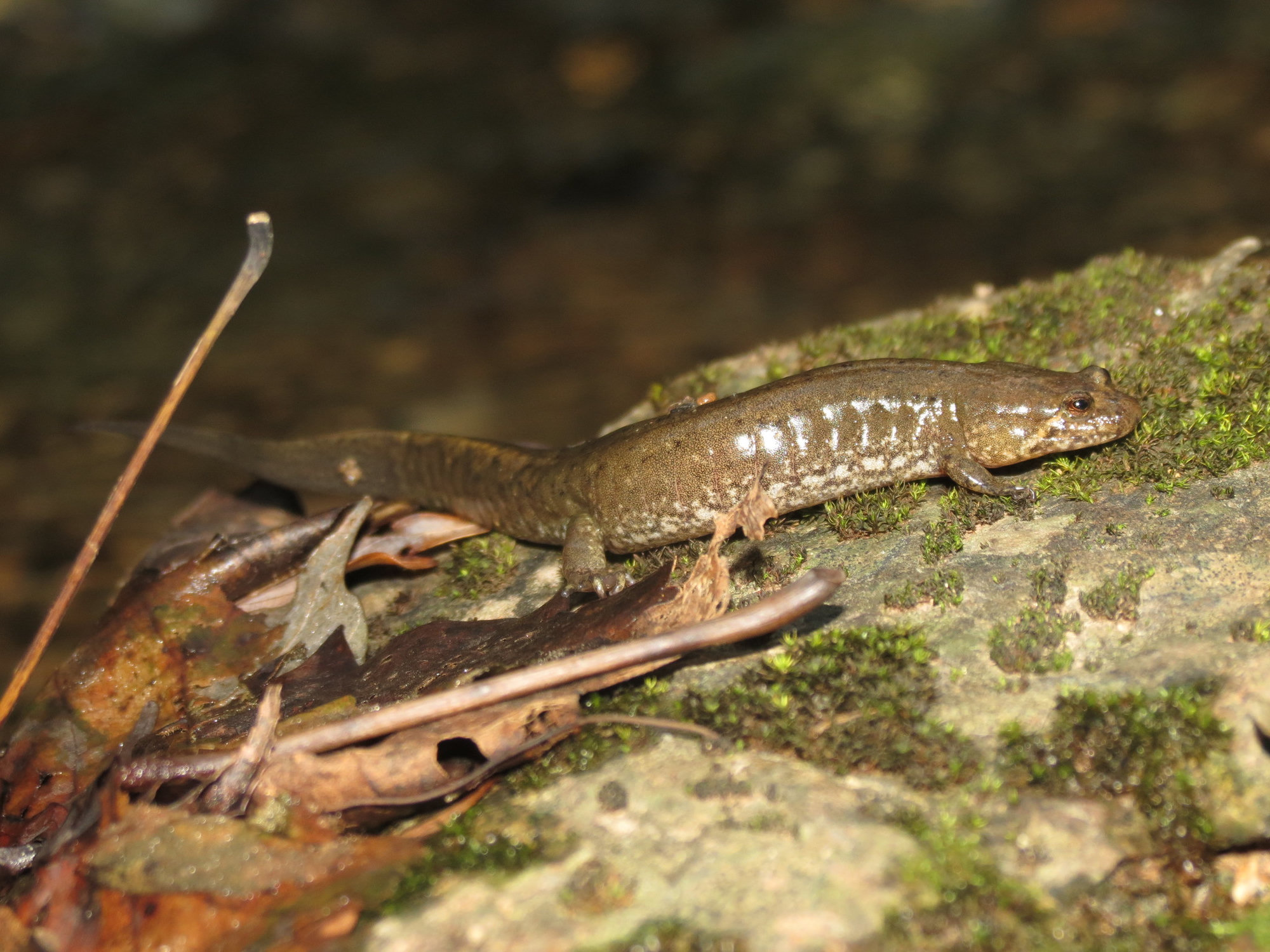 A spotted dusky salamander on a mossy rock in north-west Georgia, brown with paler blotches along its back.
