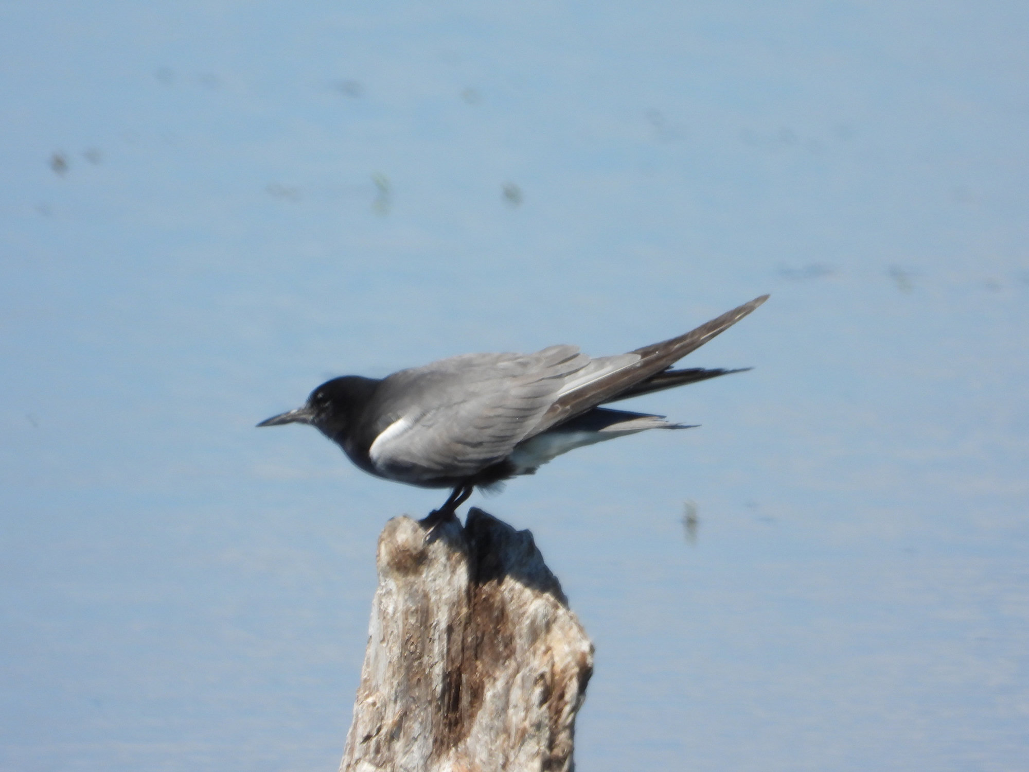 A black tern in breeding plumage perched on a weathered stump over blue water, its black head and grey wings in profile.