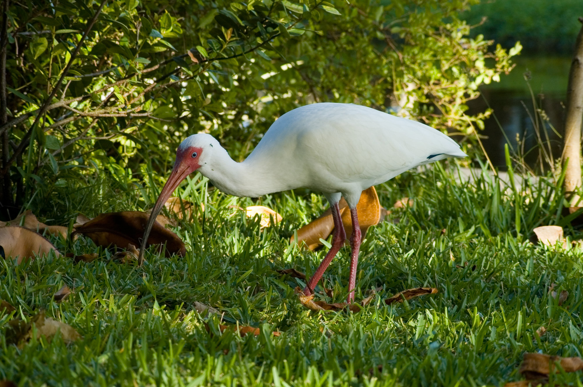 A white ibis probing a lawn for food, white all over with a long, down-curved red-orange bill and pink legs.