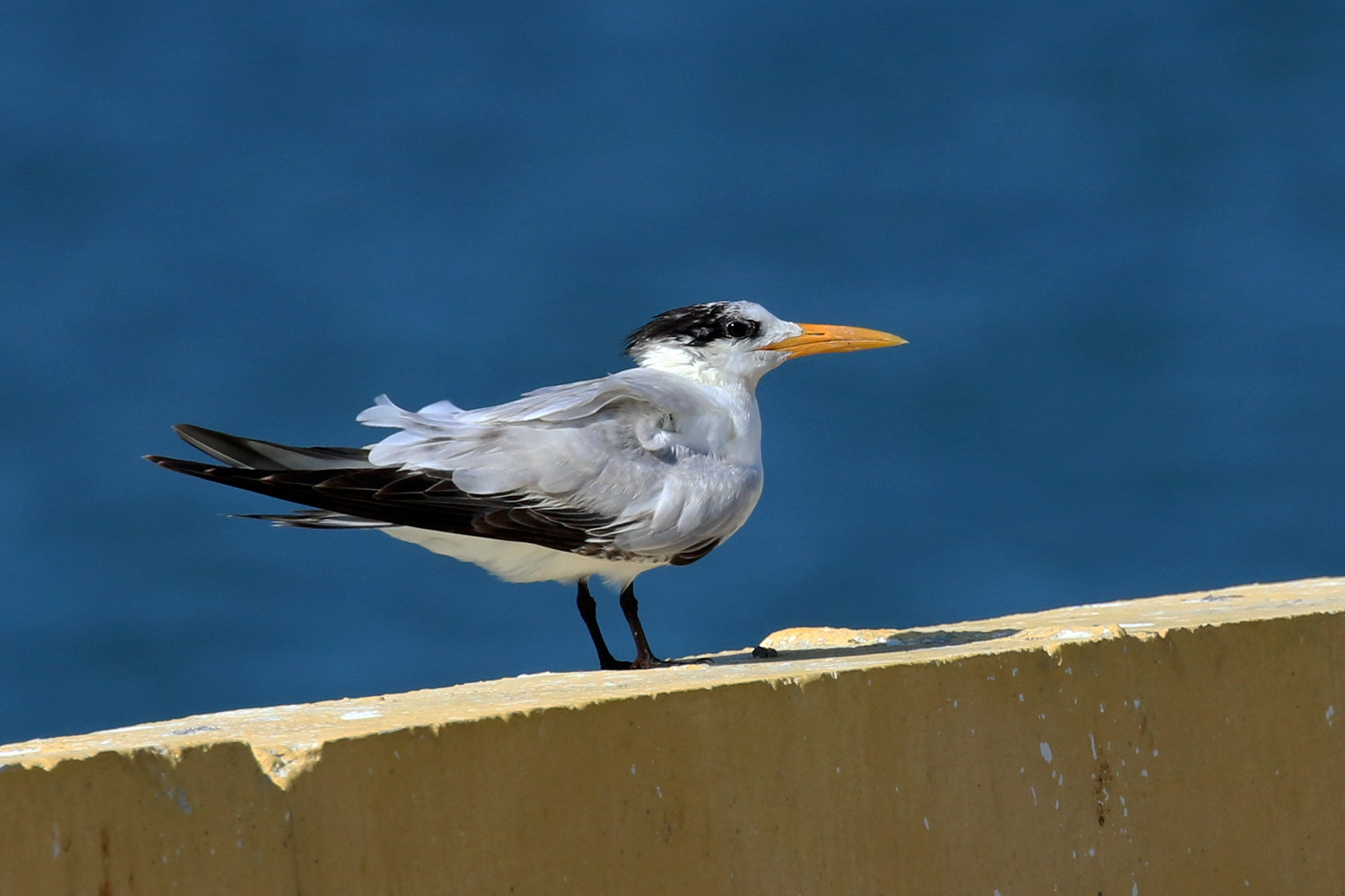 A royal tern standing on a yellow ledge above deep blue water, its bright orange bill and shaggy black crest showing.