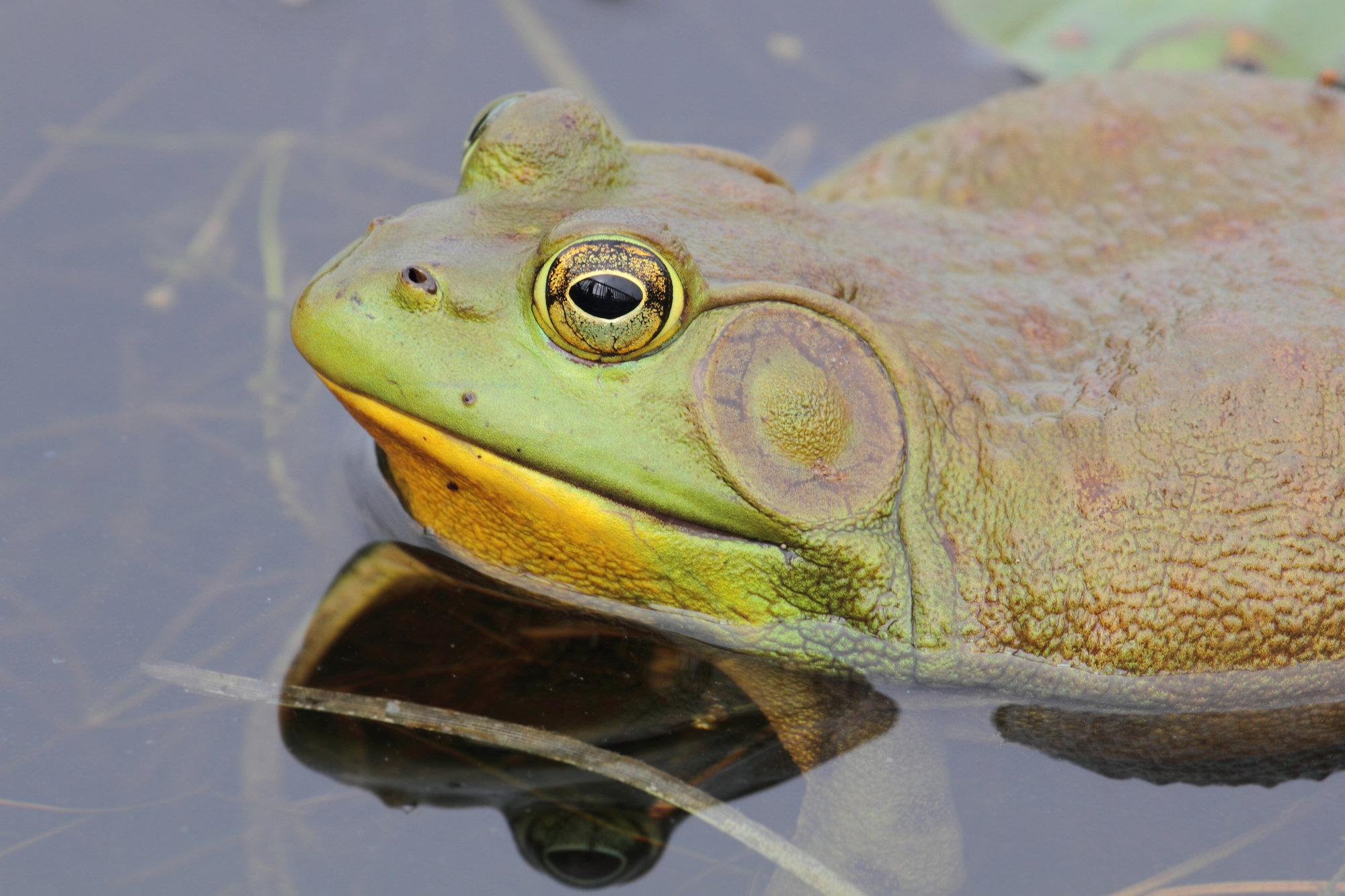 A male American bullfrog resting at the surface of a pond, its large eardrum and yellow throat reflected in the still water.