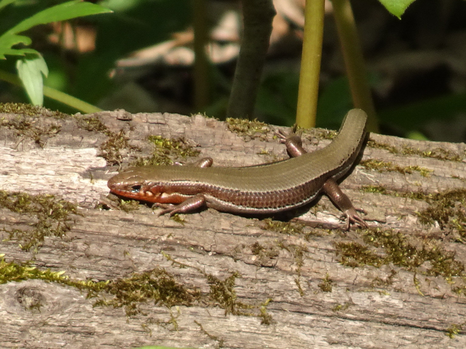 A coal skink resting on a mossy log, brown with a broad dark stripe edged in pale lines along each side.