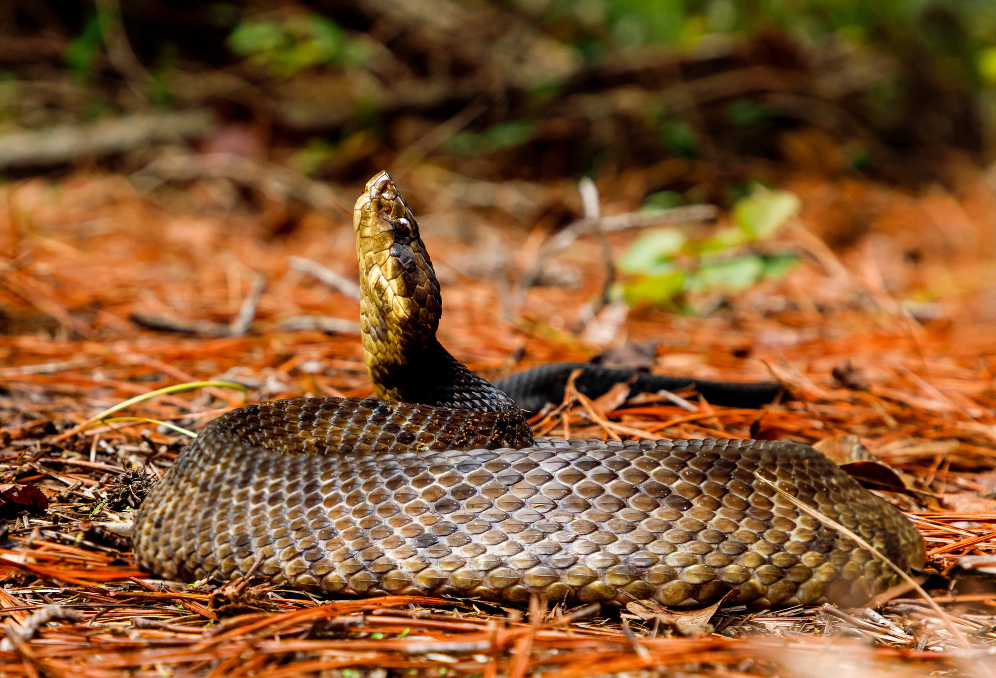 A northern cottonmouth coiled on pine needles with its head raised, its thick body banded in dark olive and brown.