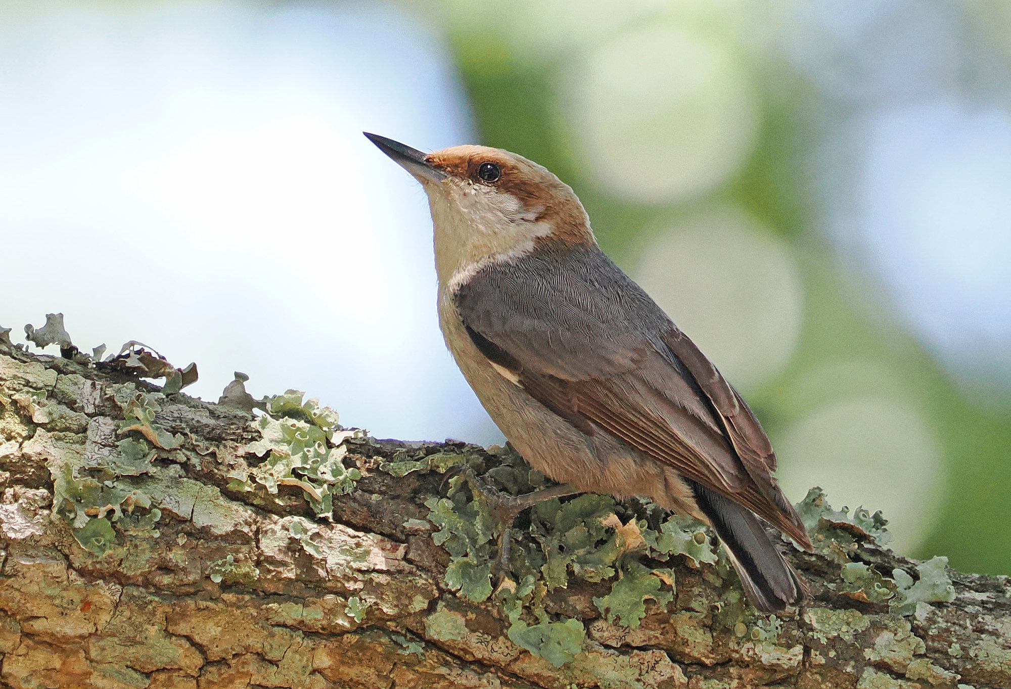 A brown-headed nuthatch perched on a lichen-covered pine branch, a tiny nuthatch with a warm brown cap, a white throat and a blue-grey back.