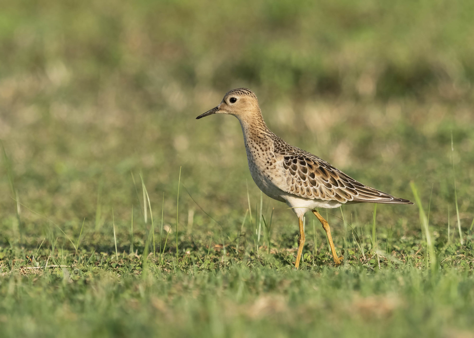A buff-breasted sandpiper walking through short grass, its clean buff face, scaly back and yellow legs in soft light.