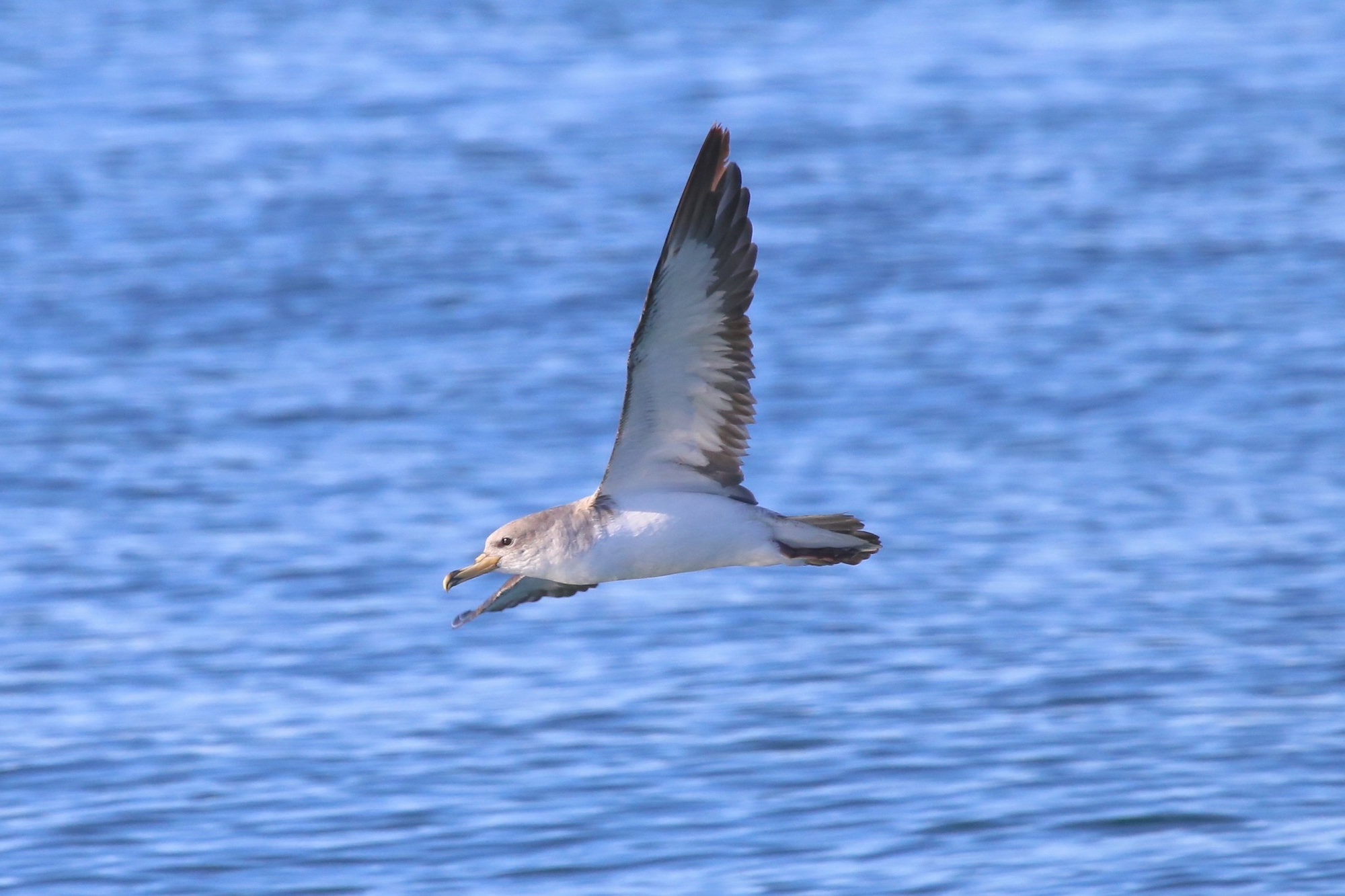 A Cory's shearwater skimming low over blue sea on long, stiff wings, brown-grey above and white below with a pale yellow bill.