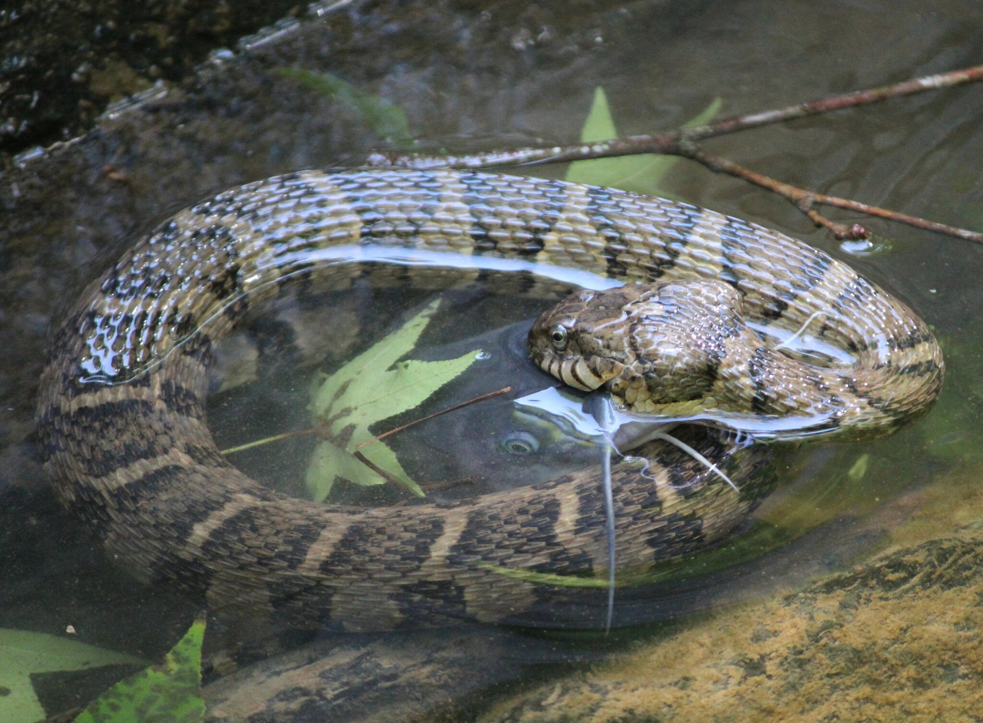 A common watersnake, banded in brown and grey, lying coiled in shallow, clear water.