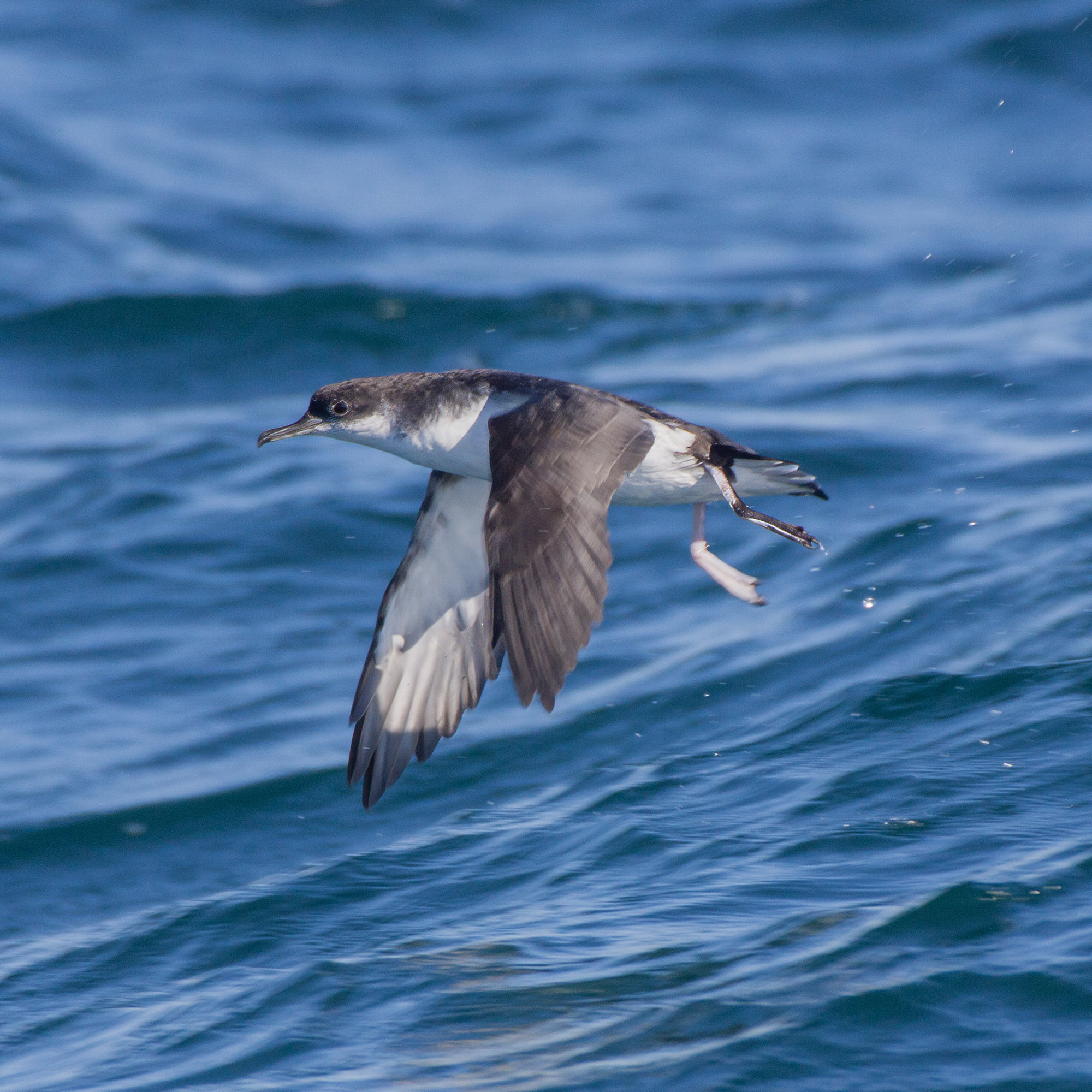 A Manx shearwater flying low over blue waves off the Georgia coast, its black upperparts and white underparts crisp.