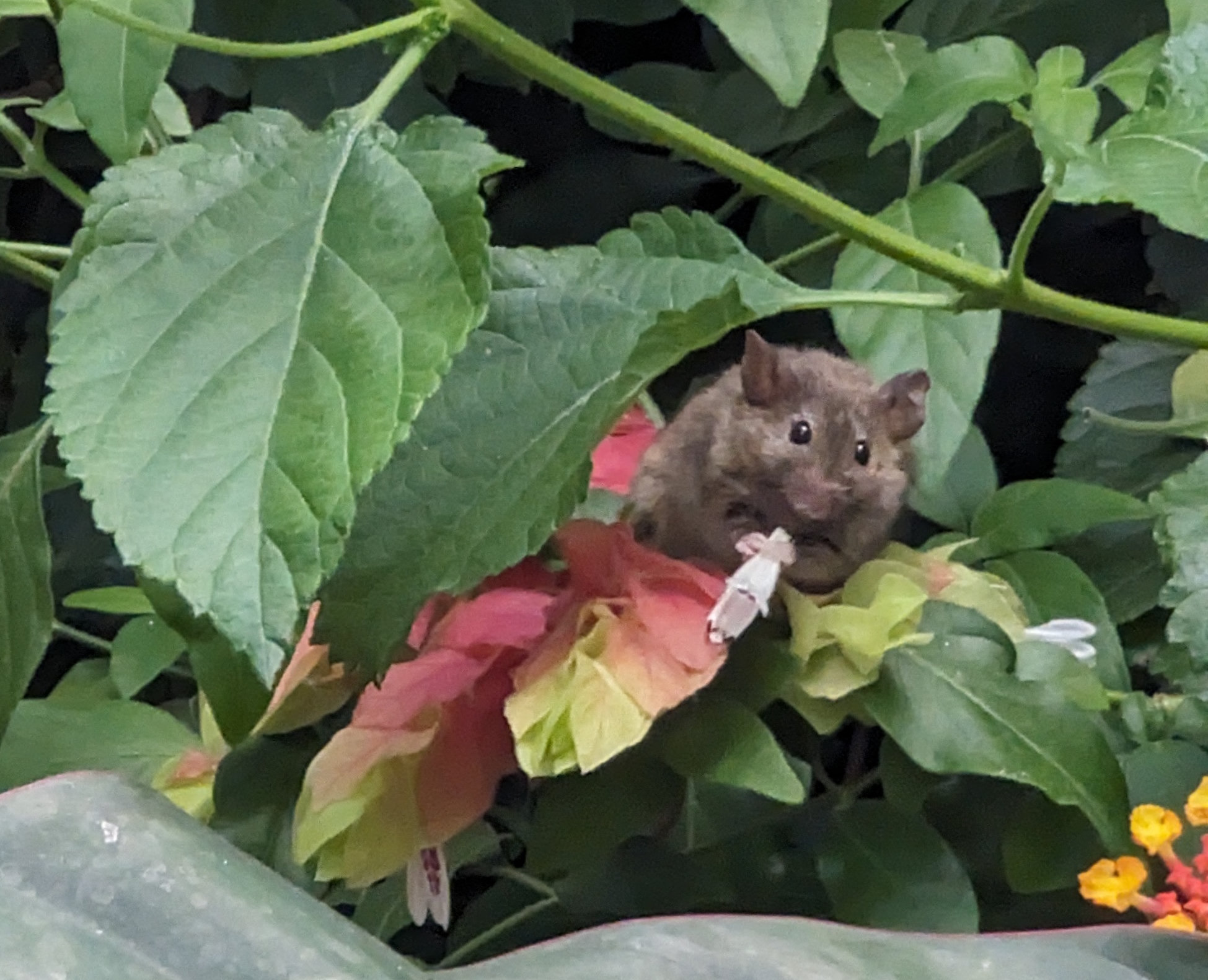 A house mouse among garden leaves and flowers, holding a bit of food to its mouth.