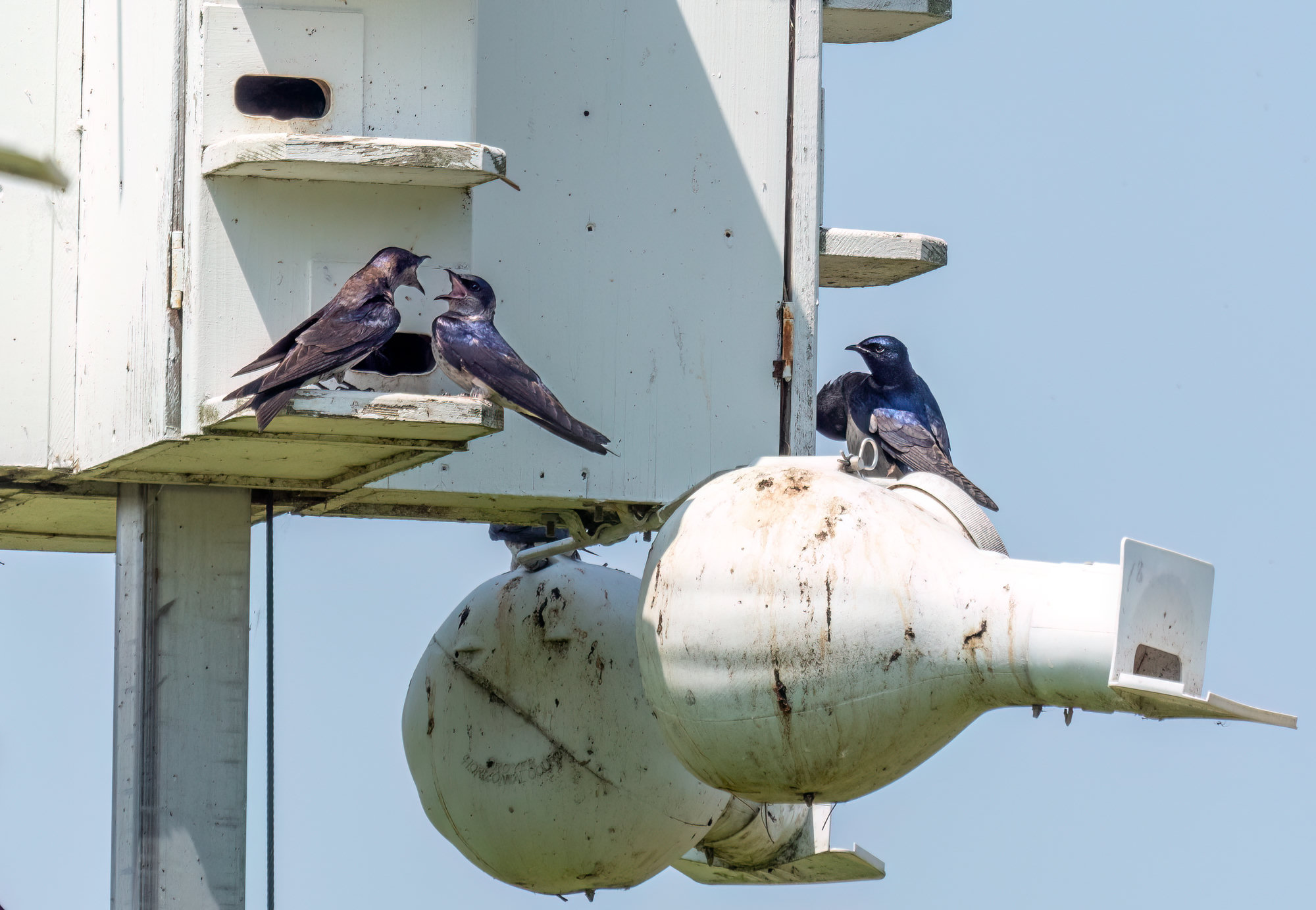 Purple martins gathered at a martin house with hanging gourds, a glossy dark purple-blue male among brown-and-grey females.