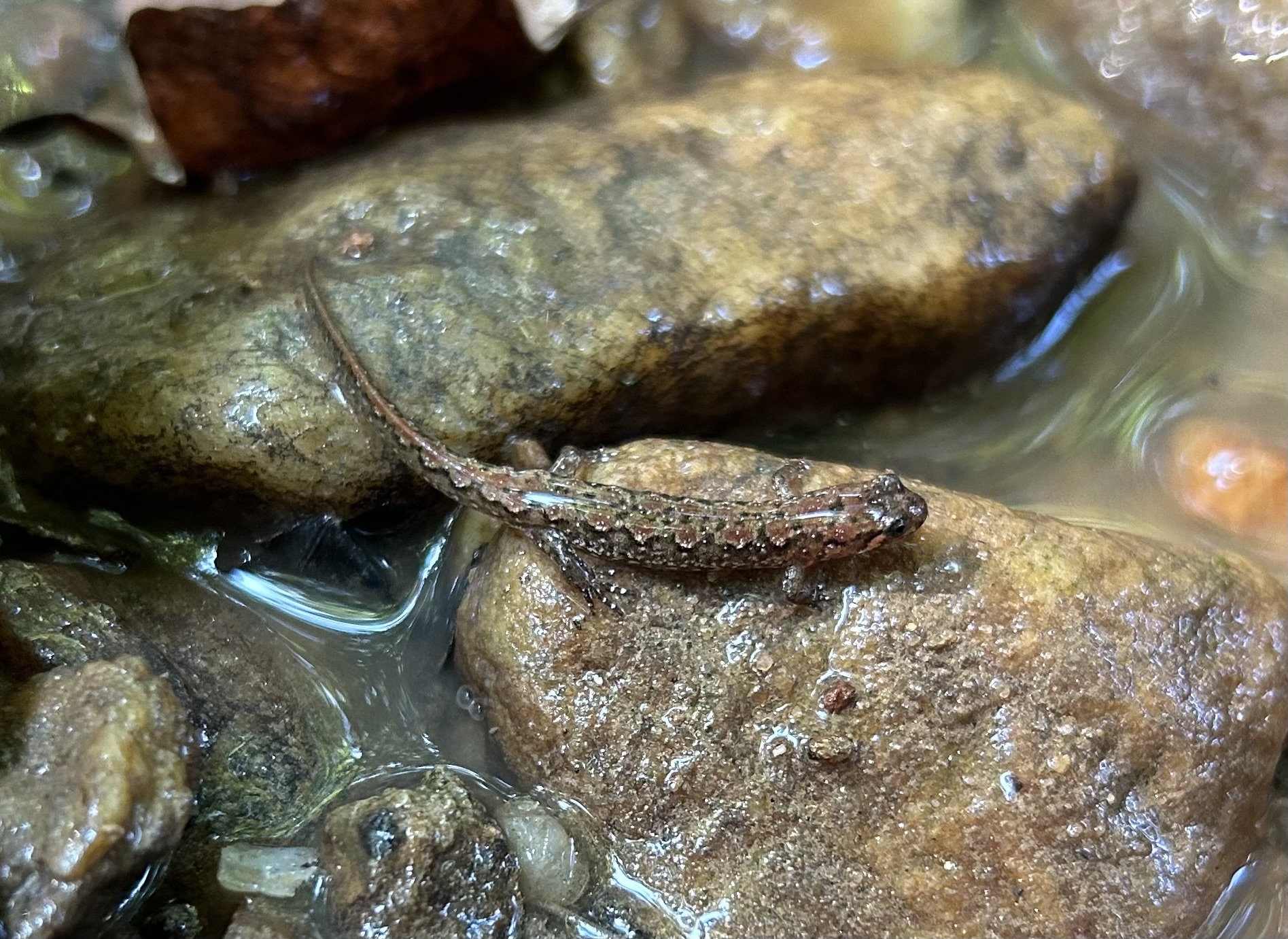 A Chattooga dusky salamander on a rock at the edge of a Georgia stream, brown with paler flecks and a keeled tail.