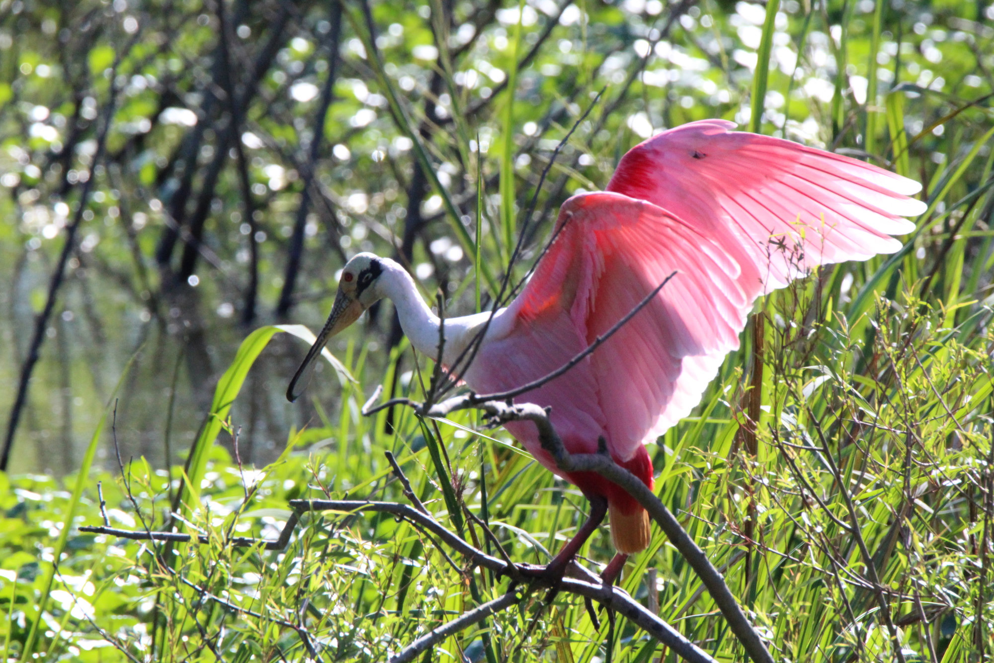 A roseate spoonbill in a thicket with its wings raised, bright pink with a pale head and a long, flat, spoon-shaped bill.