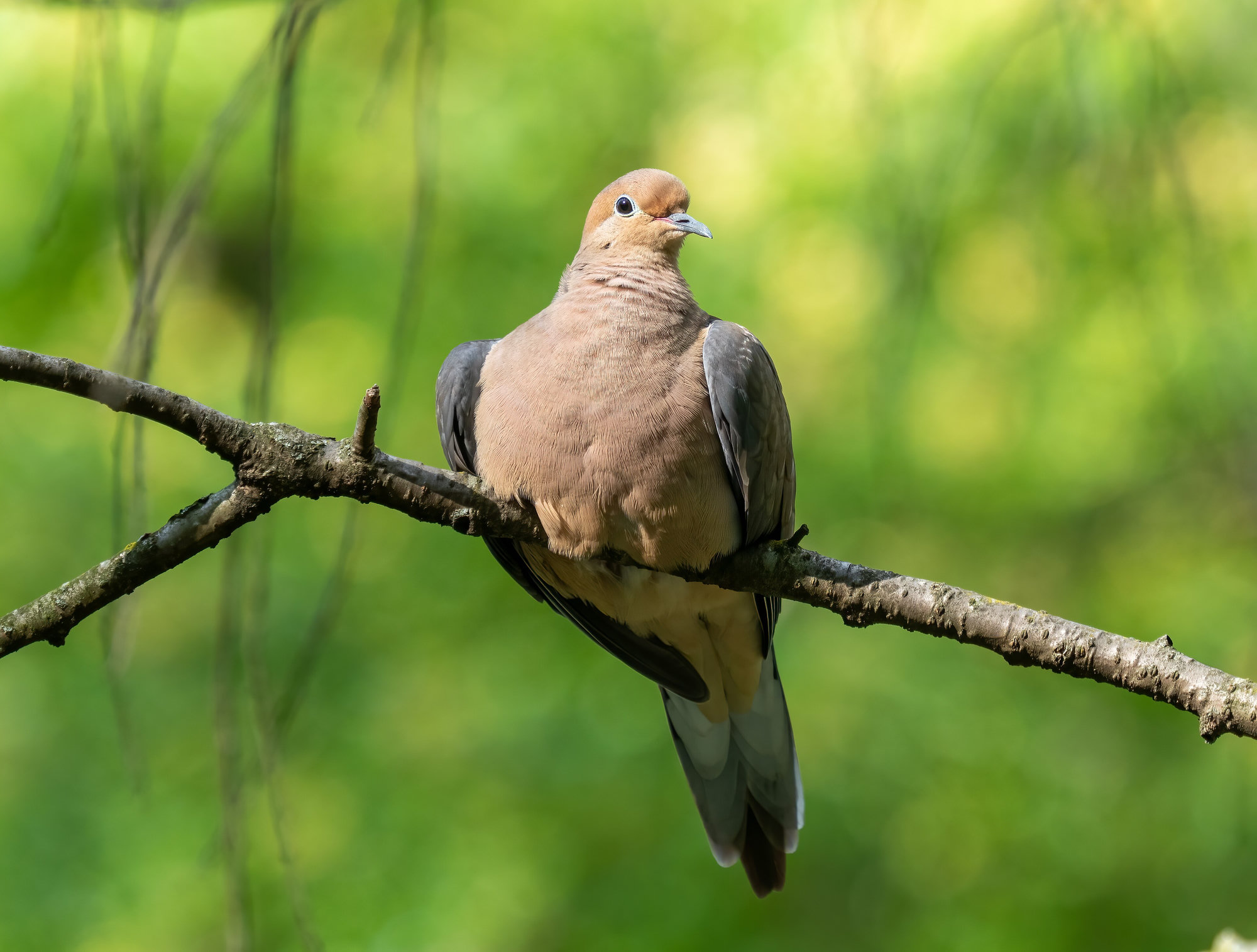 A mourning dove perched on a bare branch against soft green, its slim tan body, small head and black wing spots in view.