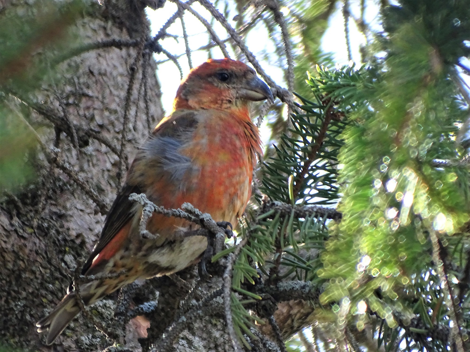 A male red crossbill perched in a spruce, brick red with dark wings and a stout bill whose tips cross over each other.