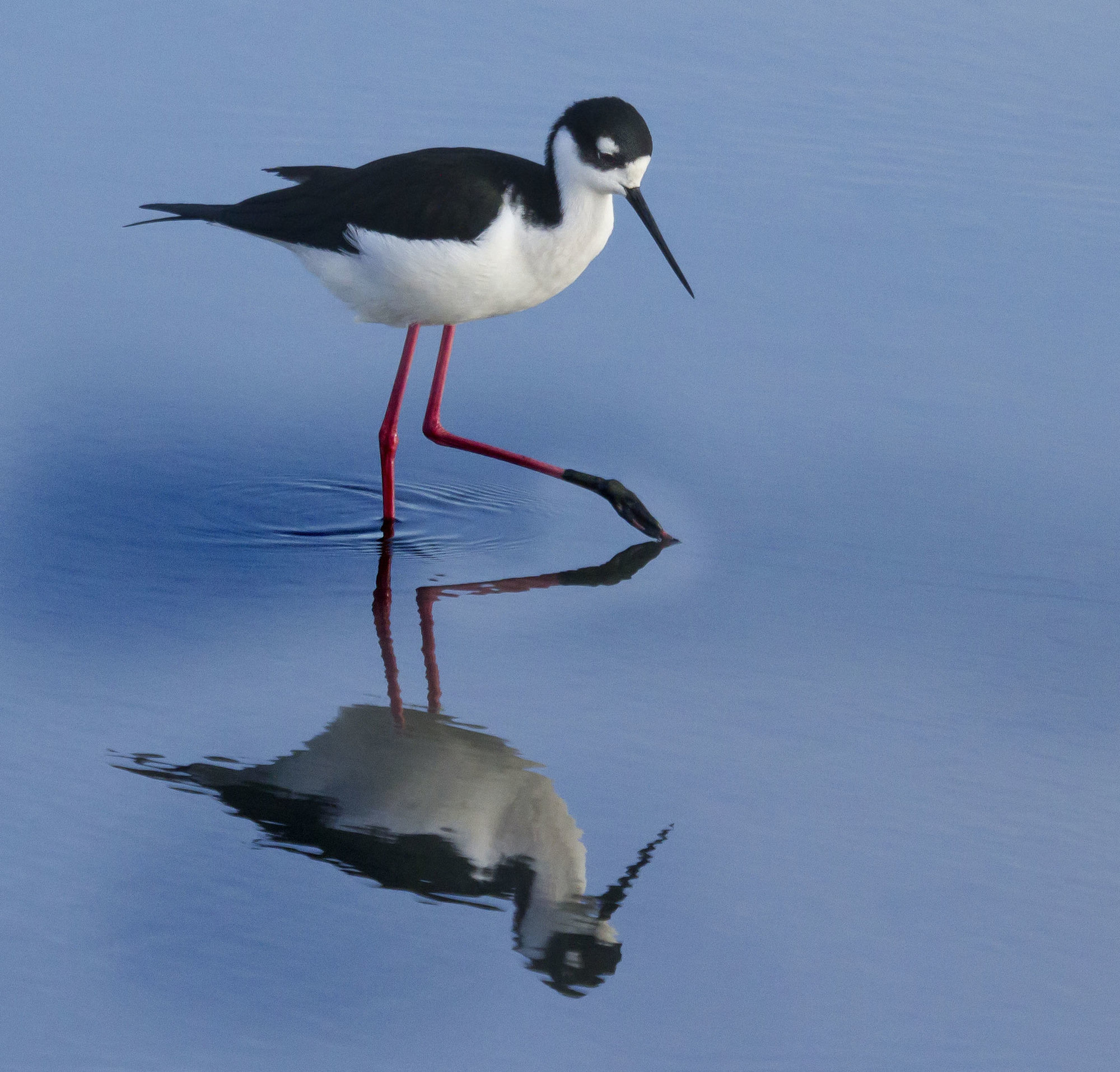 A black-necked stilt wading in still blue water, its black-and-white body and long pink legs mirrored below.