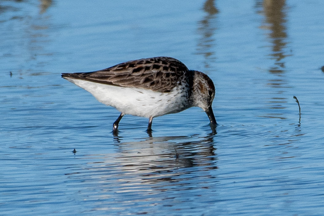 A western sandpiper feeding in shallow blue water, its bill slightly drooped at the tip and rusty patches on its back.