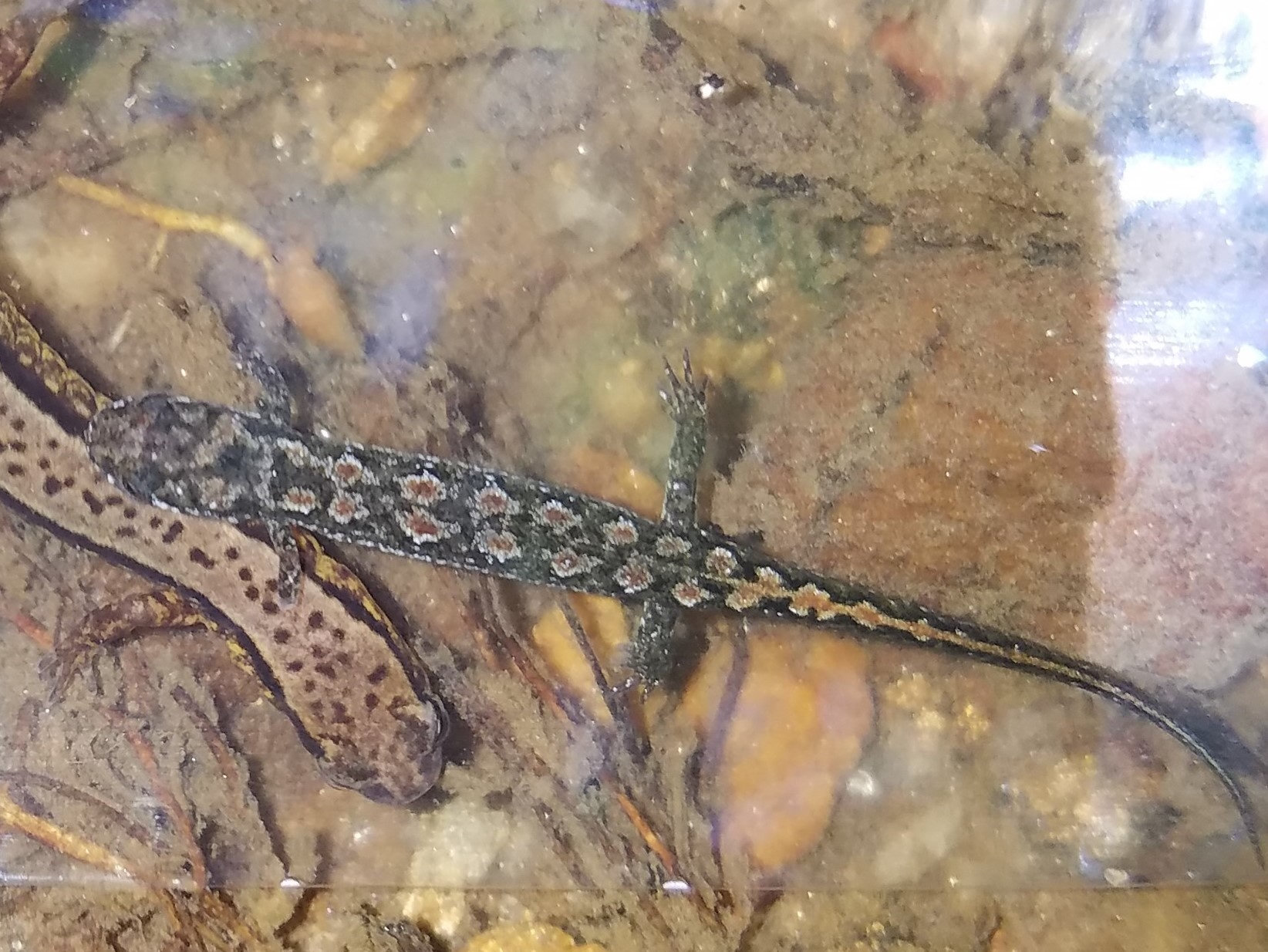 A Savannah dusky salamander in a shallow Georgia stream, brown with a row of pale, dark-edged blotches down its back.