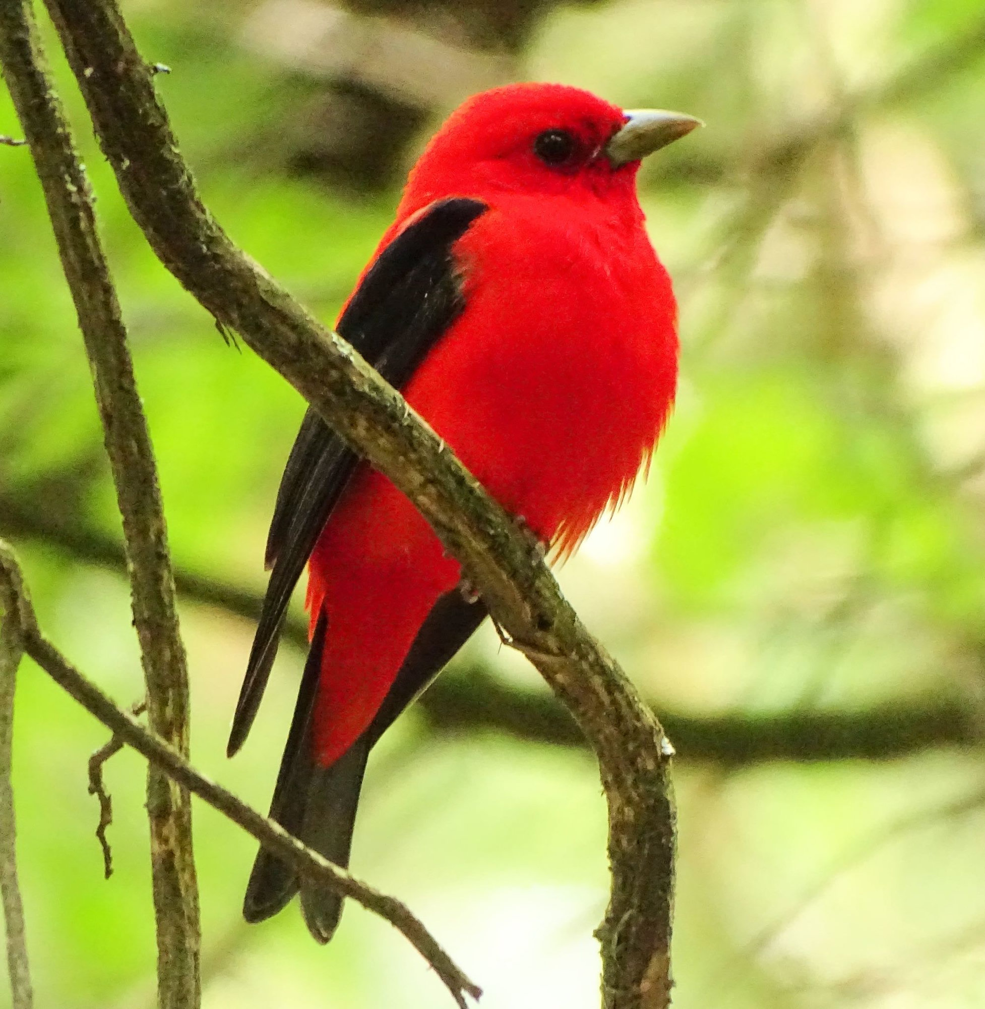 A male scarlet tanager perched among branches, brilliant scarlet with jet-black wings and tail.
