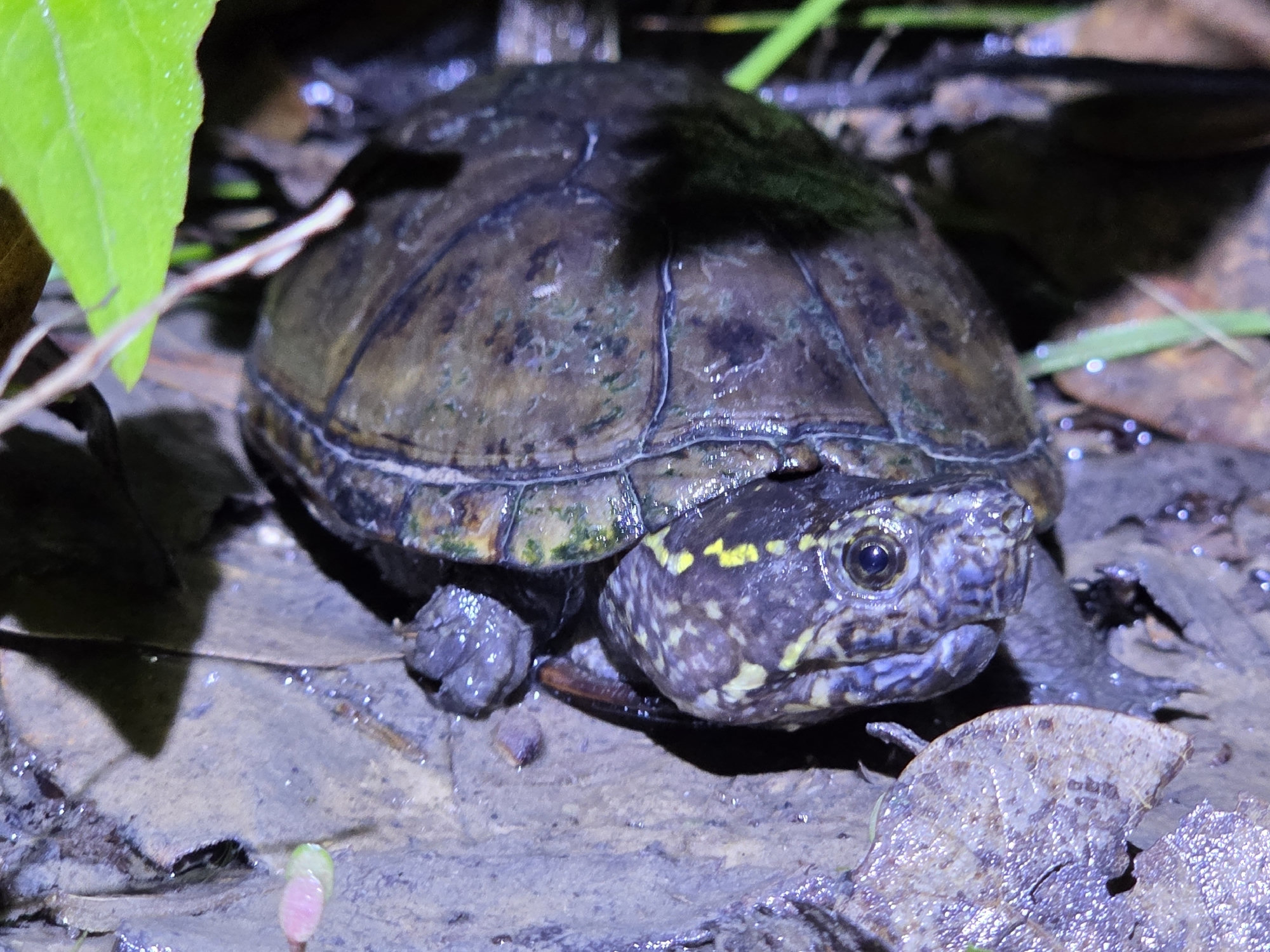 An eastern mud turtle on damp ground among fallen leaves, its smooth, domed brown shell and speckled head showing.