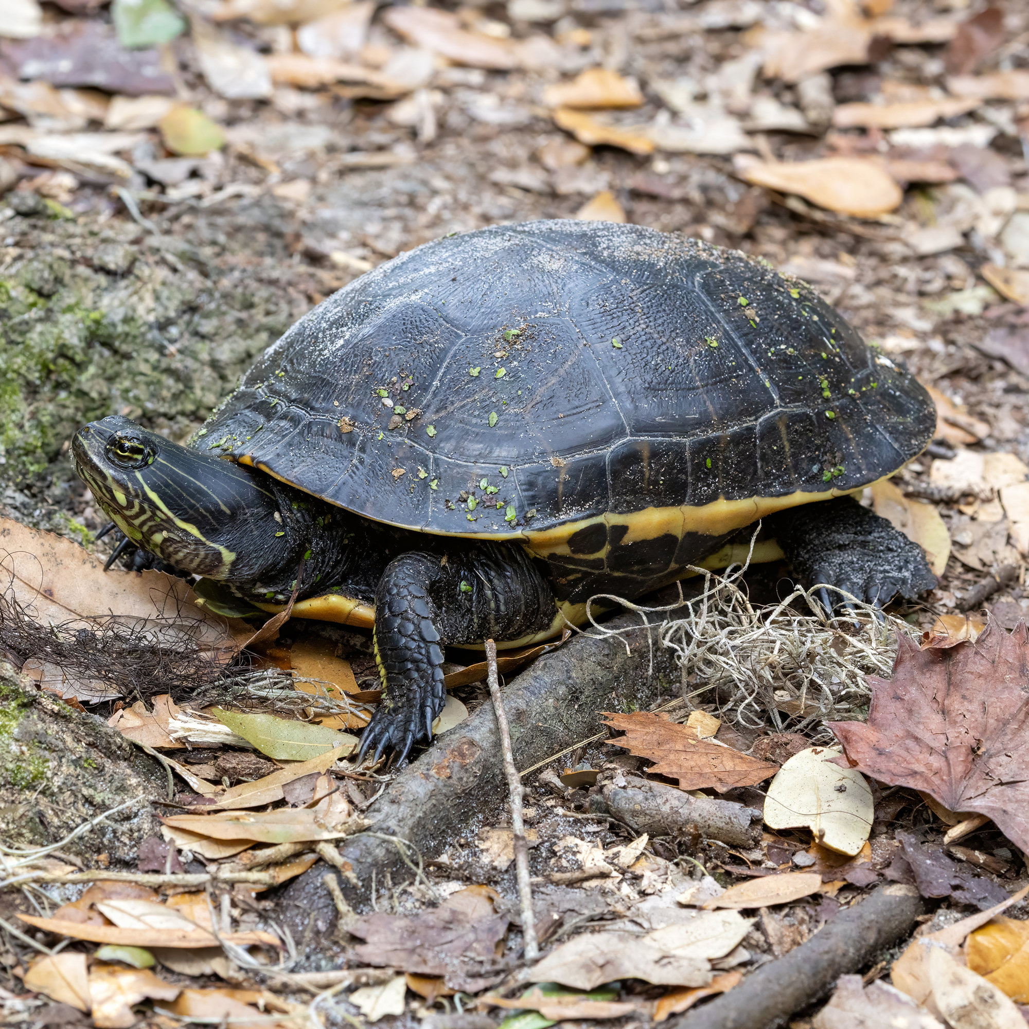 A chicken turtle among dead leaves on a Georgia island, its long, striped neck tucked beside a dark, netted shell.