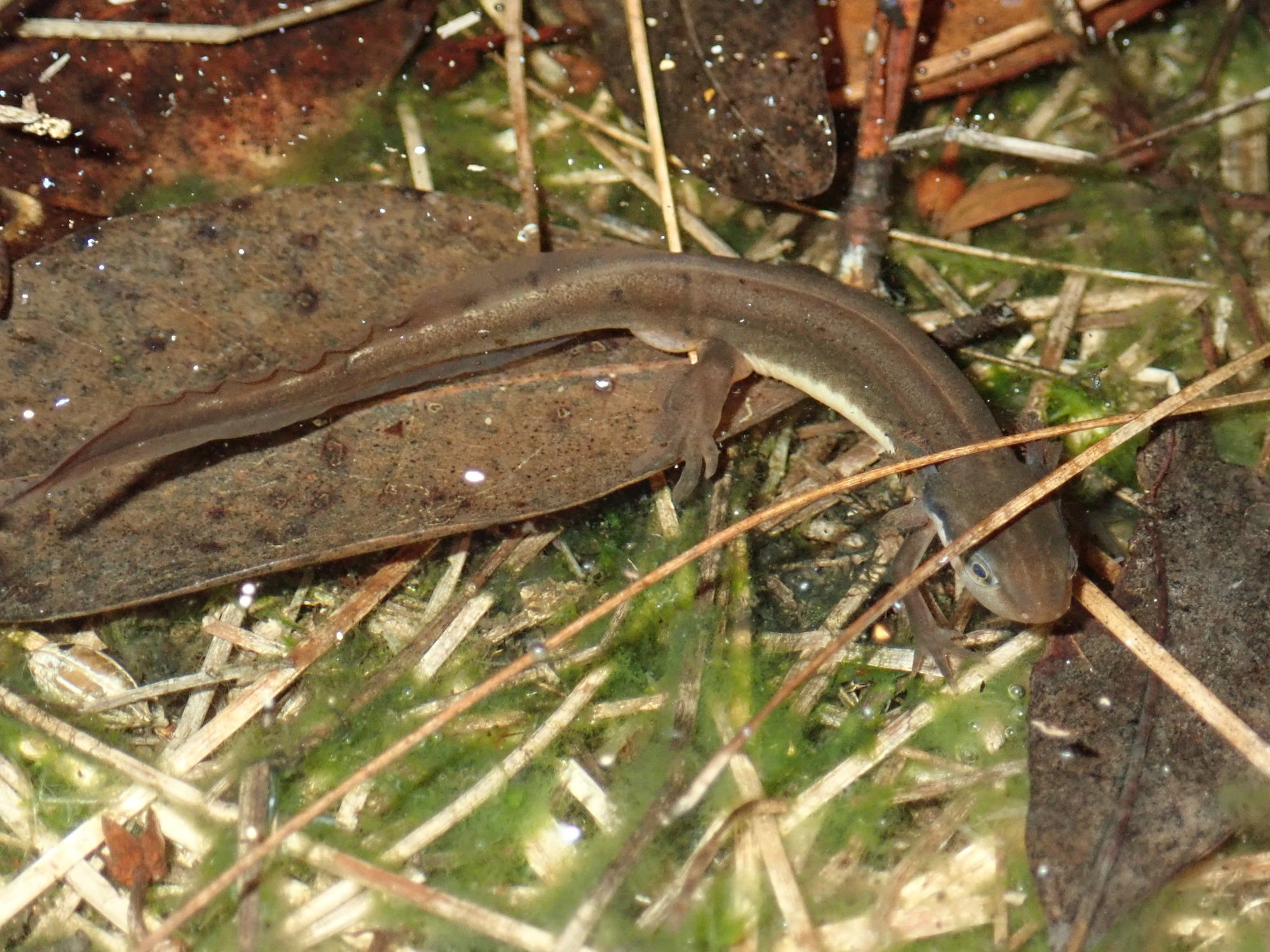 A striped newt at the edge of a Georgia pond among wet grass and algae, olive-brown with a thin reddish stripe along its side.