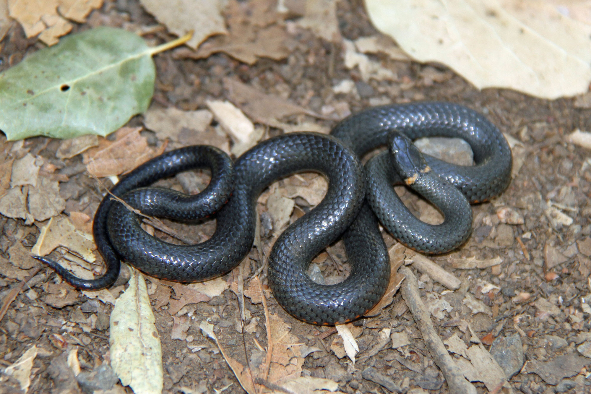 A ring-necked snake, slate black and glossy, coiled on bare earth among fallen leaves, with a faint pale ring behind its head.