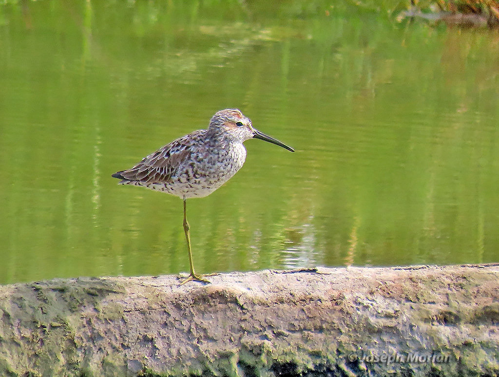 A stilt sandpiper standing on a log beside green water, its long legs and long, slightly drooping bill in profile.