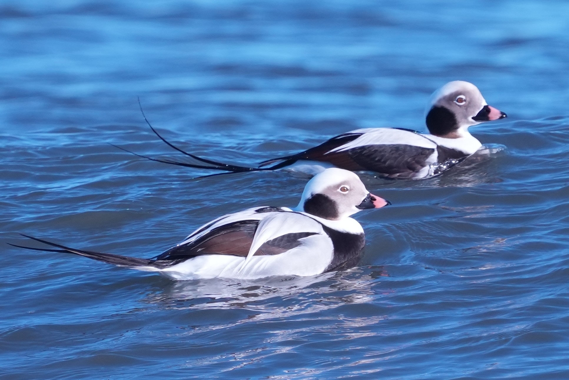 Two male long-tailed ducks swimming on bright blue water, their pied white-and-dark plumage and long, needle-thin tails trailing behind.