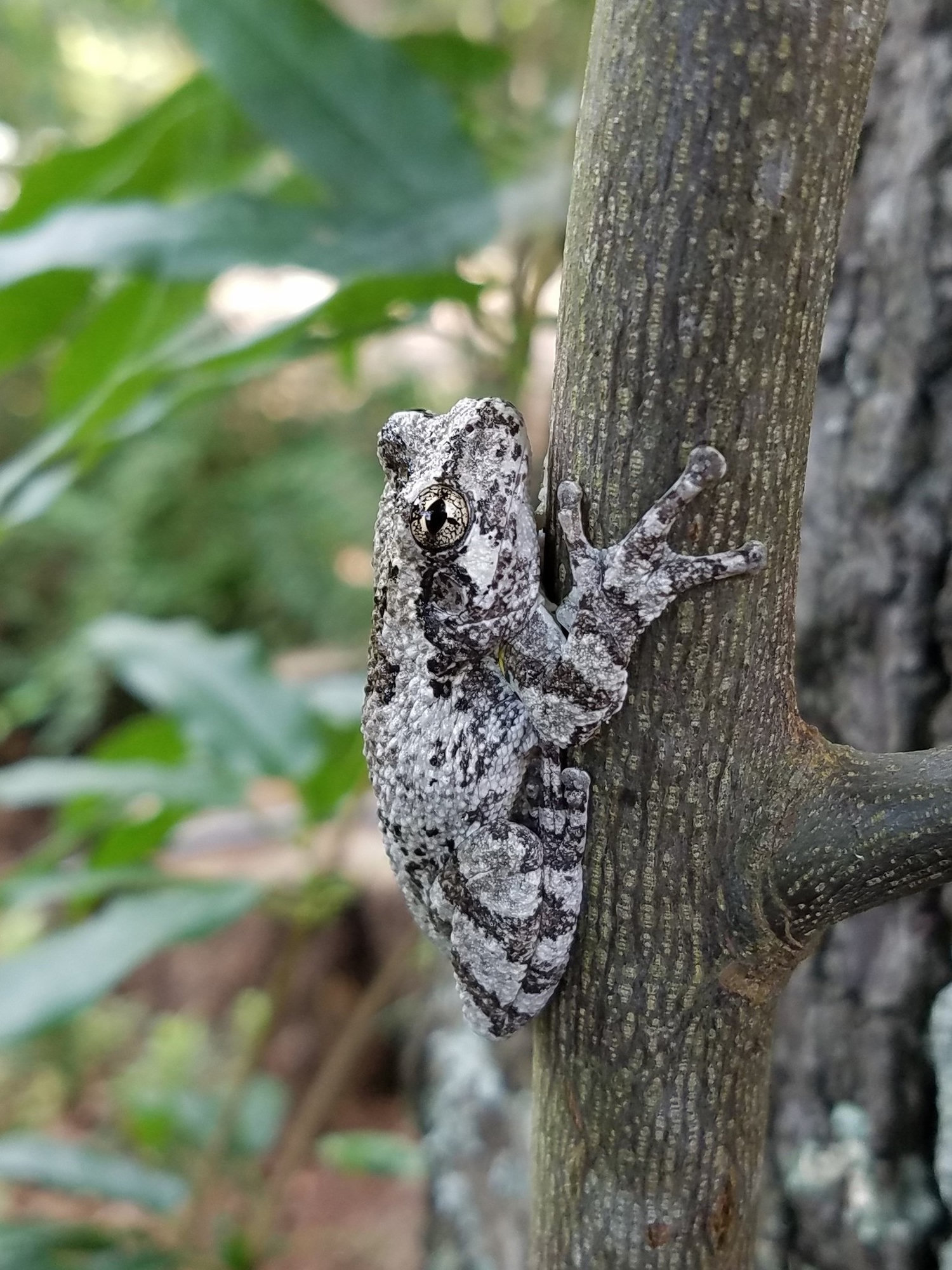 A Cope's gray treefrog clinging to a slender tree trunk in Georgia, its mottled grey skin blending with the bark.