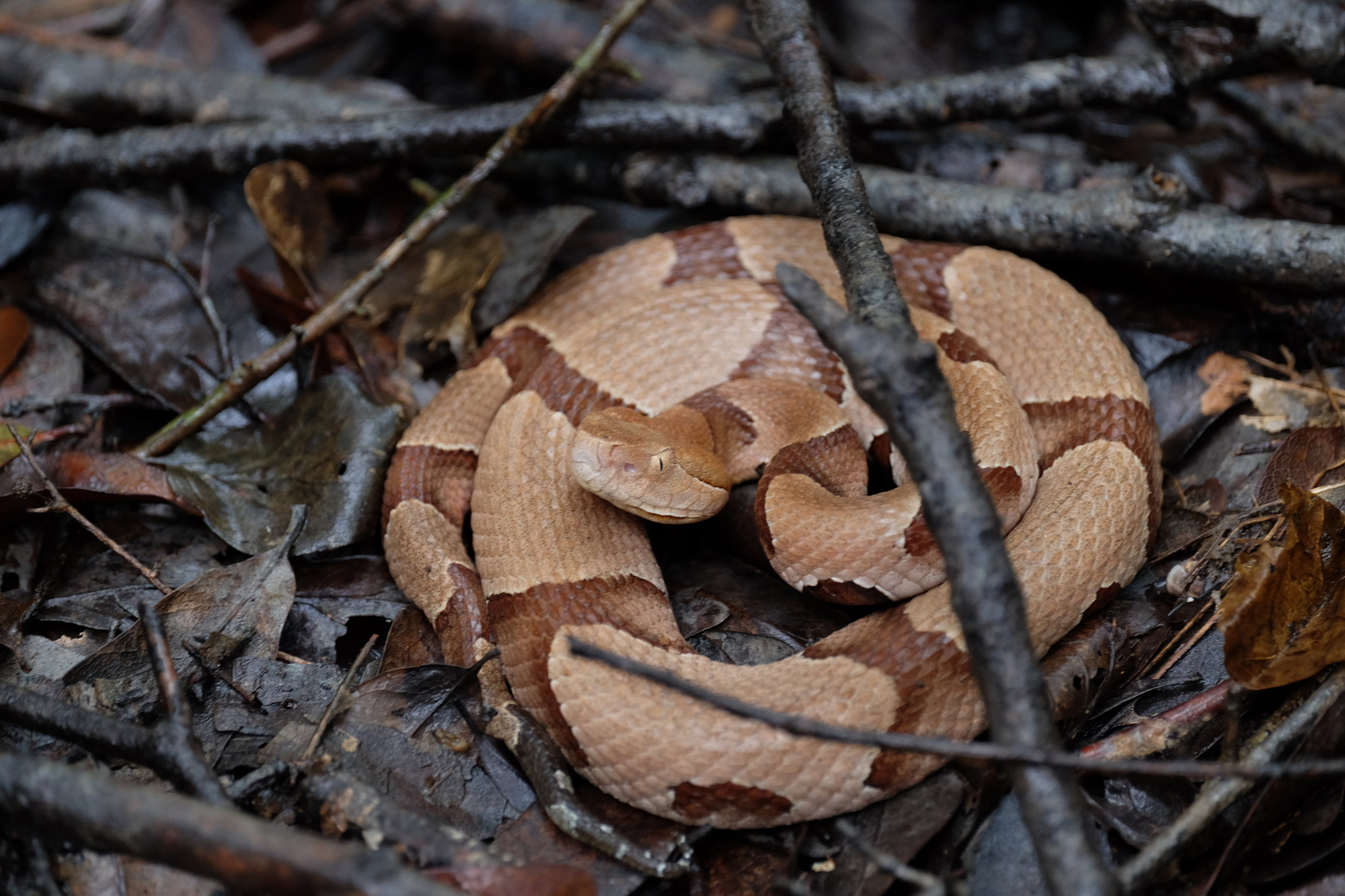 An eastern copperhead coiled among dead leaves and twigs, its coppery head and hourglass bands blending into the forest floor.