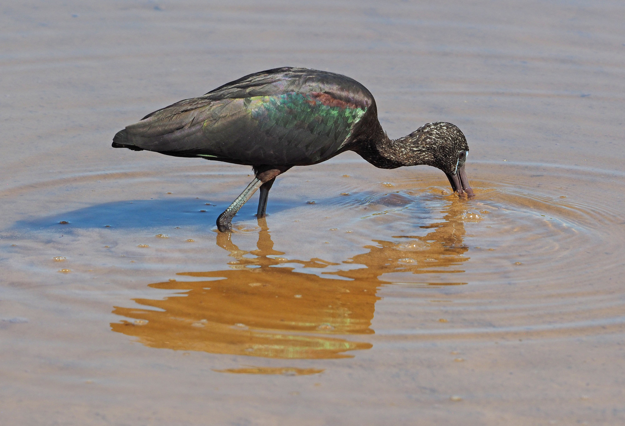 A glossy ibis feeding in shallow water, dark chestnut with metallic green and purple sheen on its wings and a long, down-curved bill.