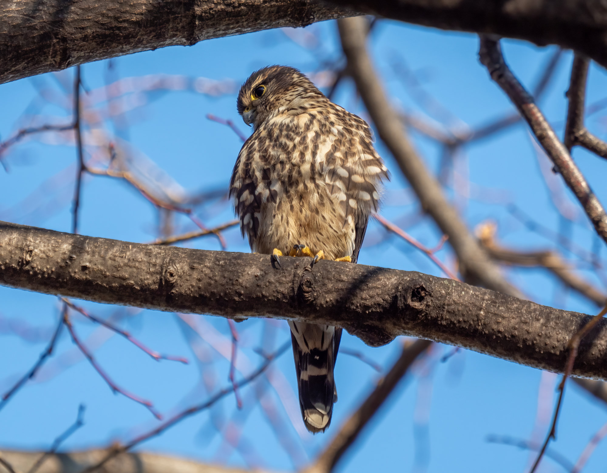 A merlin perched on a branch against a blue winter sky, a compact, dark falcon with heavy brown streaking on its pale breast and a banded tail.