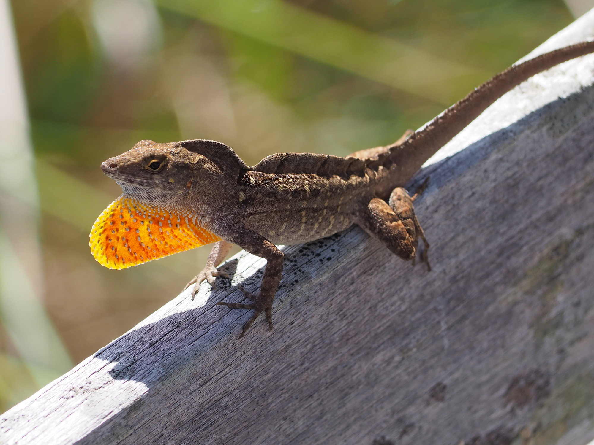 A brown anole on a weathered wooden rail, flaring its bright orange dewlap.