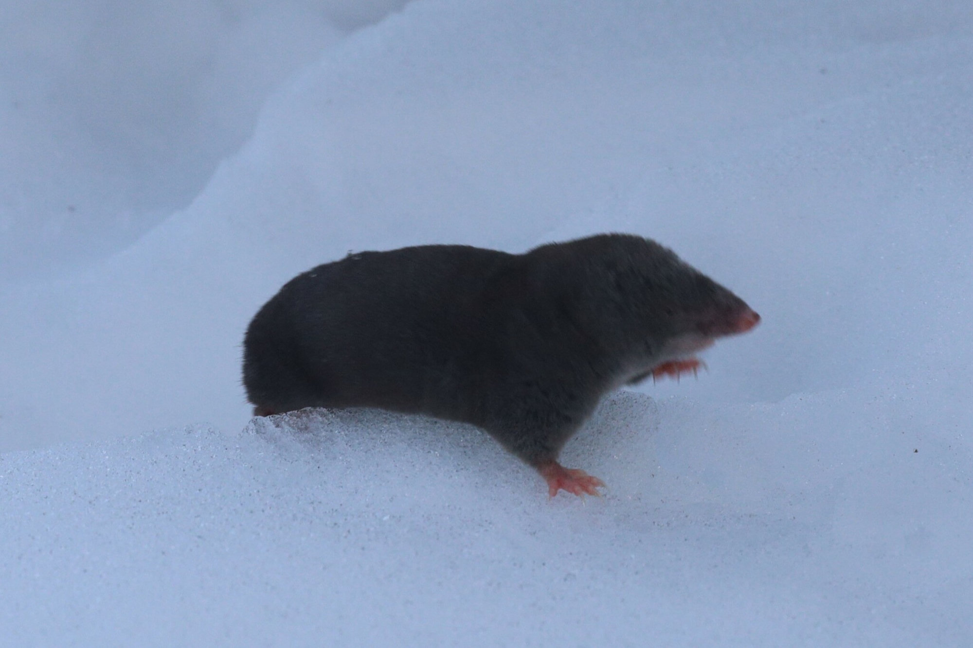 A slate-grey northern short-tailed shrew running across snow, its pink feet and pointed snout showing.