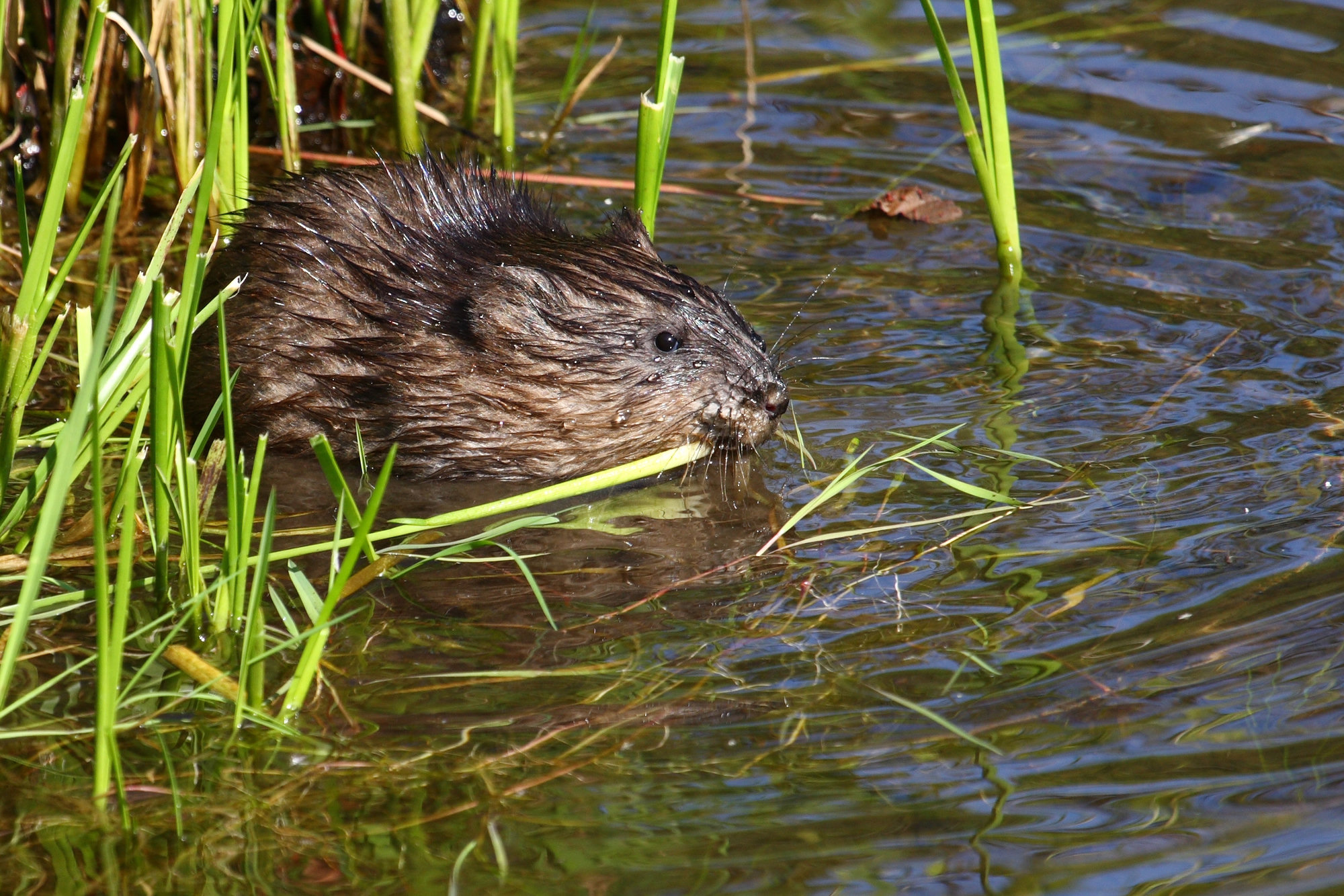 A muskrat half in the water at a marsh edge, feeding on green shoots.