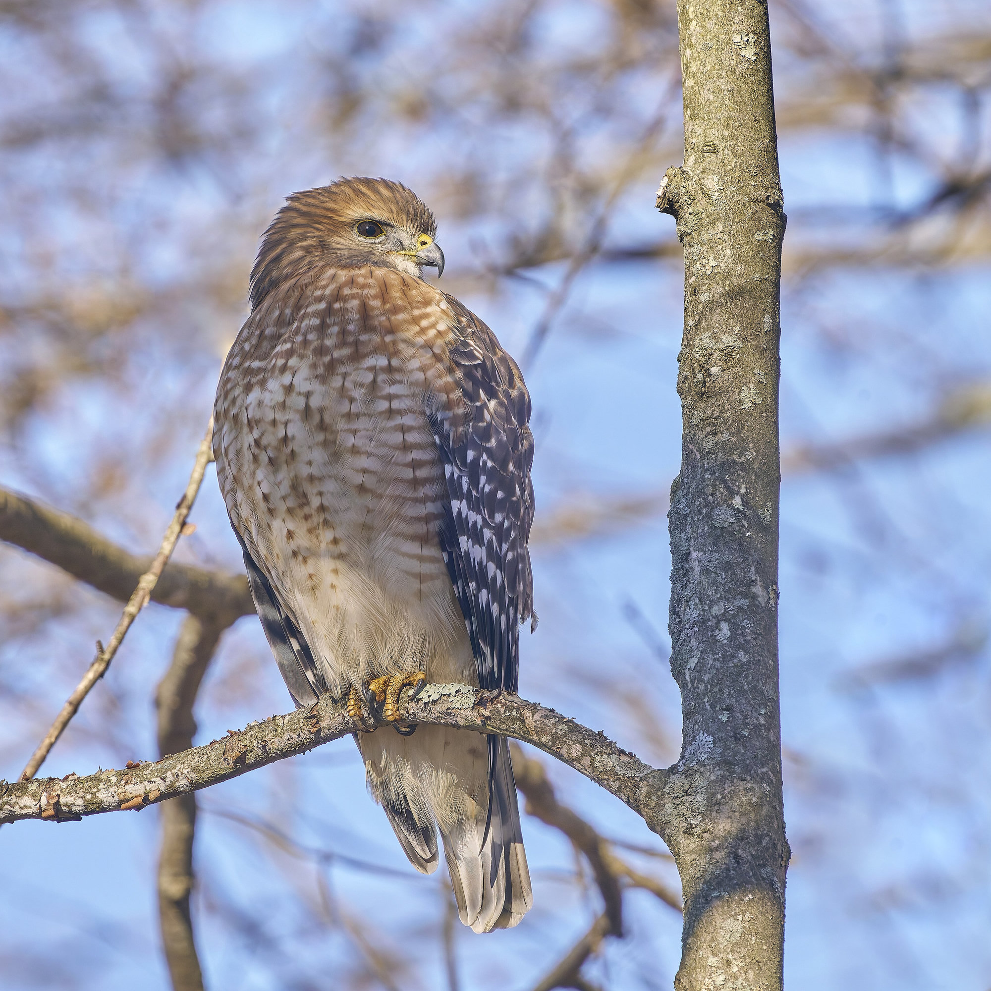 An adult red-shouldered hawk perched on a branch, with a finely barred reddish-orange breast, rusty shoulders and boldly checkered black-and-white wings.