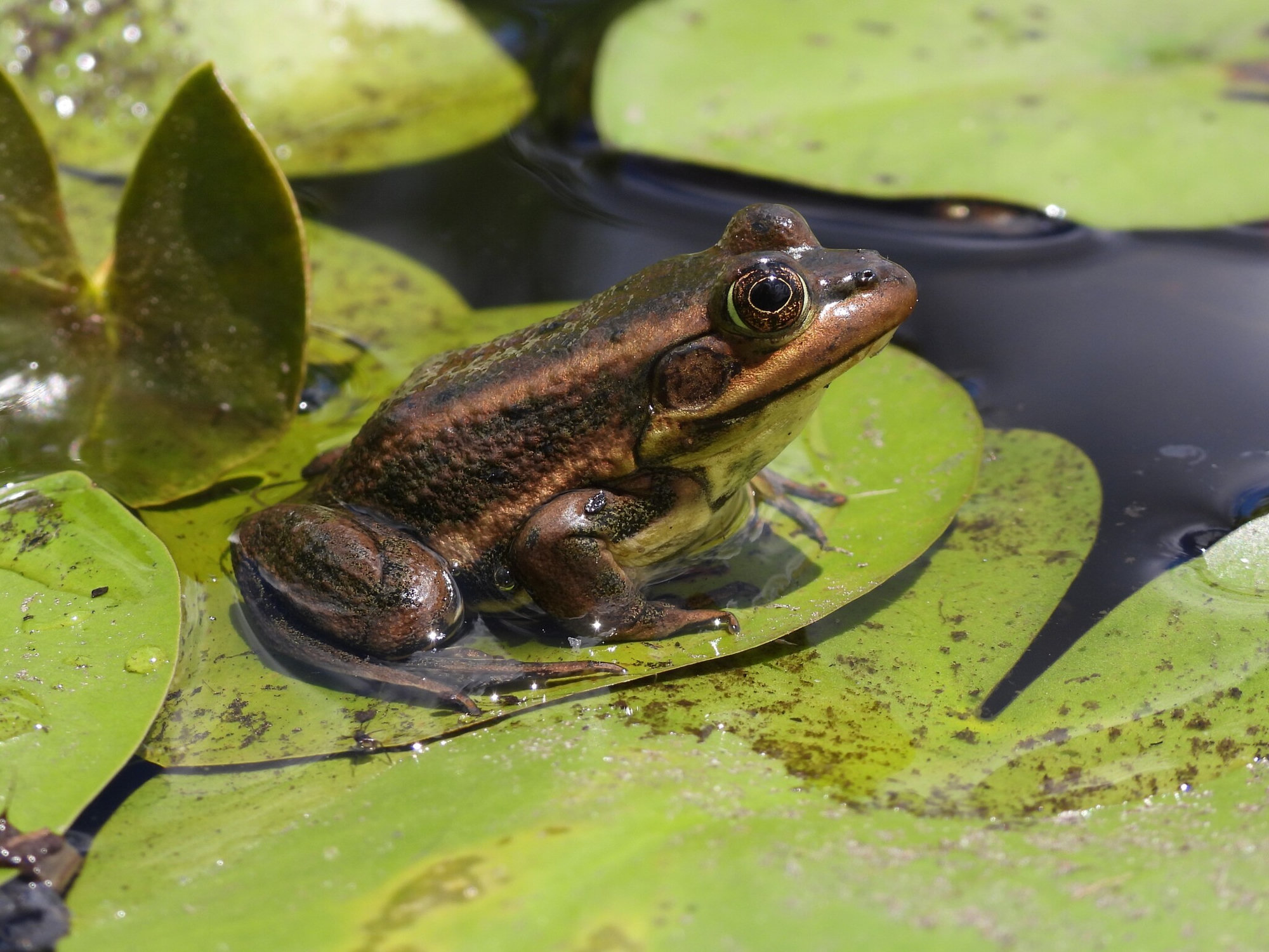 A carpenter frog sitting on a lily pad, brown with pale stripes along its sides and a golden eye.