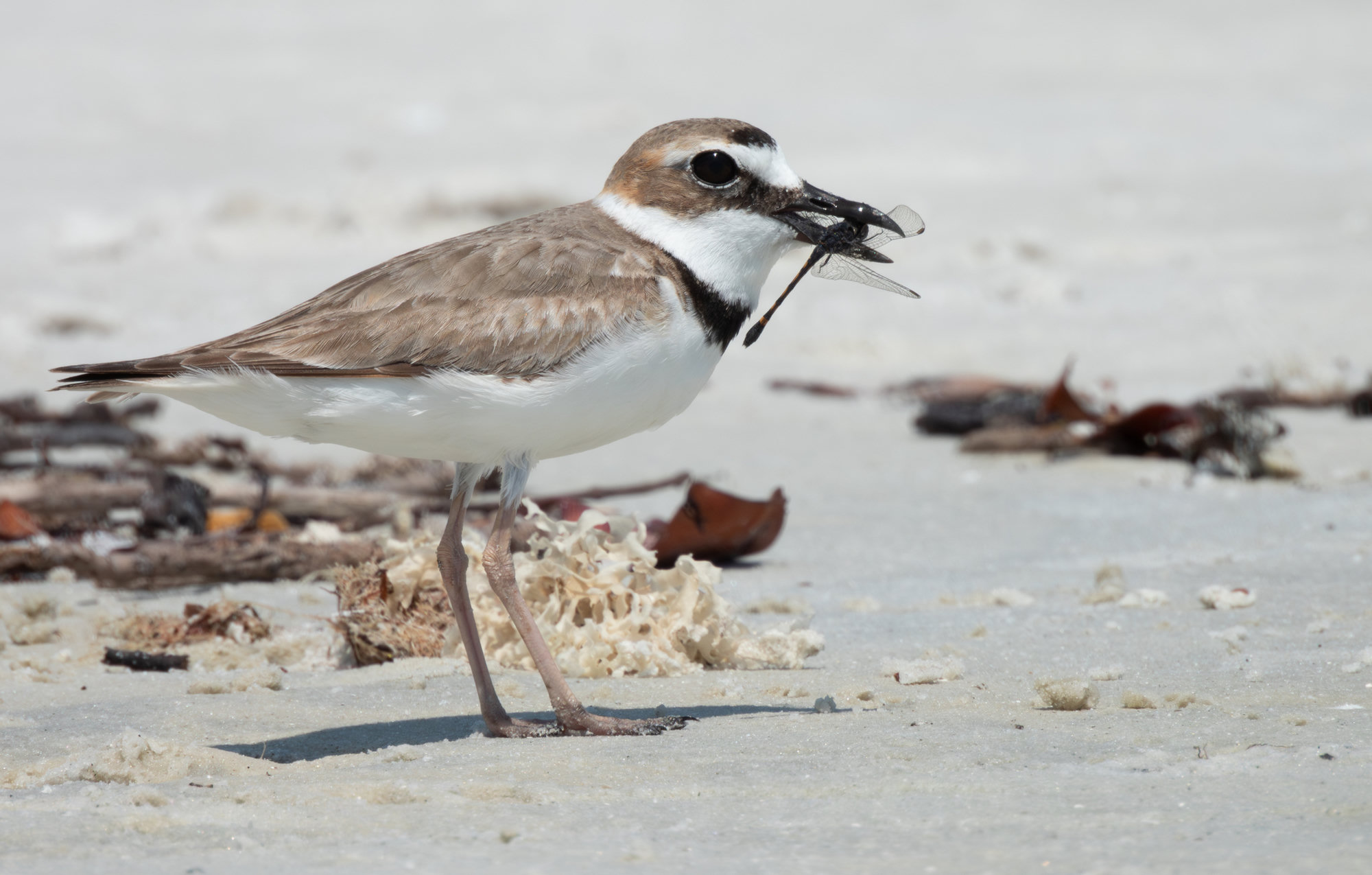 A Wilson's plover standing on pale sand with a small crab in its heavy black bill, its dark breast band and brown back showing.