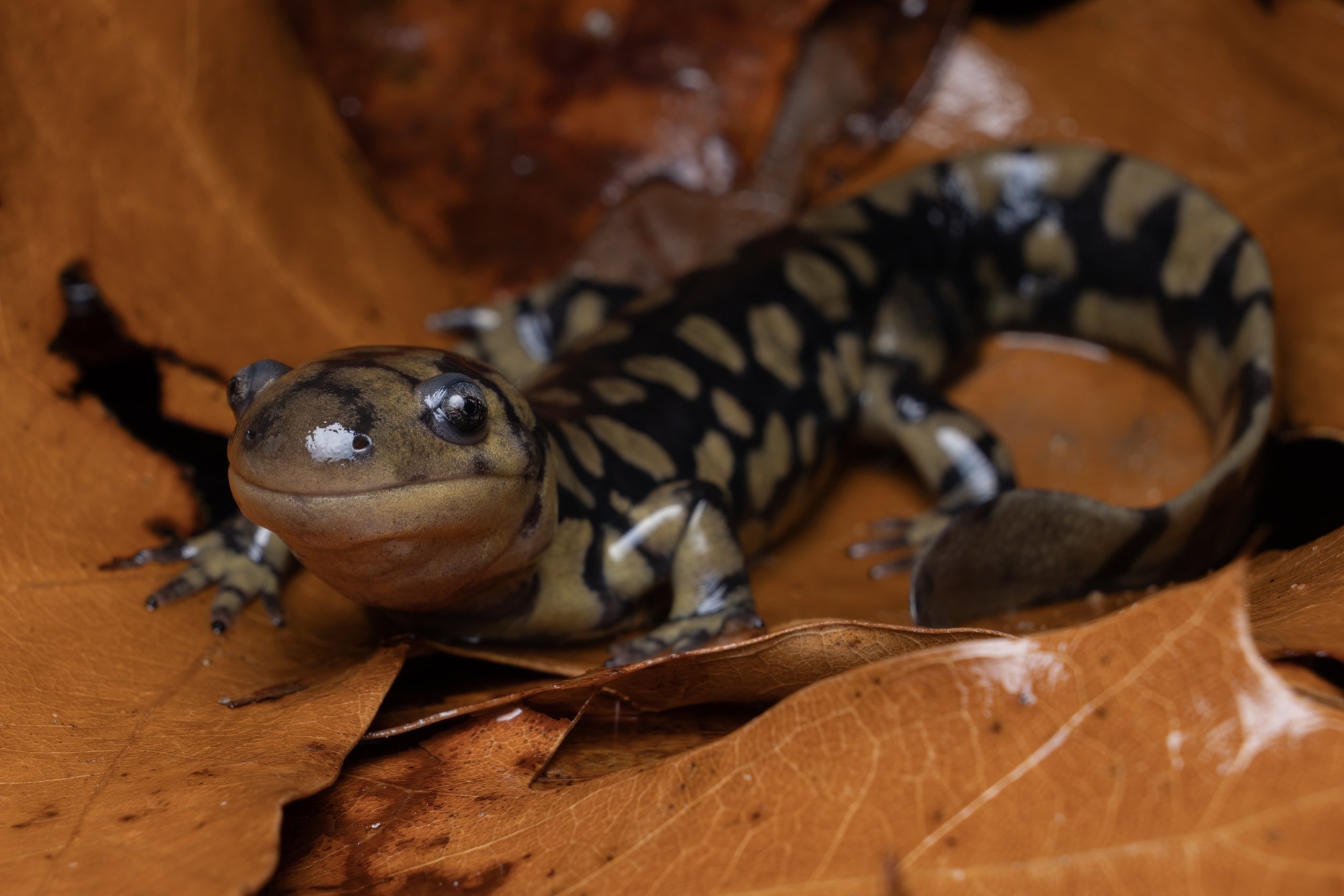An eastern tiger salamander on a fallen leaf, dark with bold, irregular yellow-olive blotches.