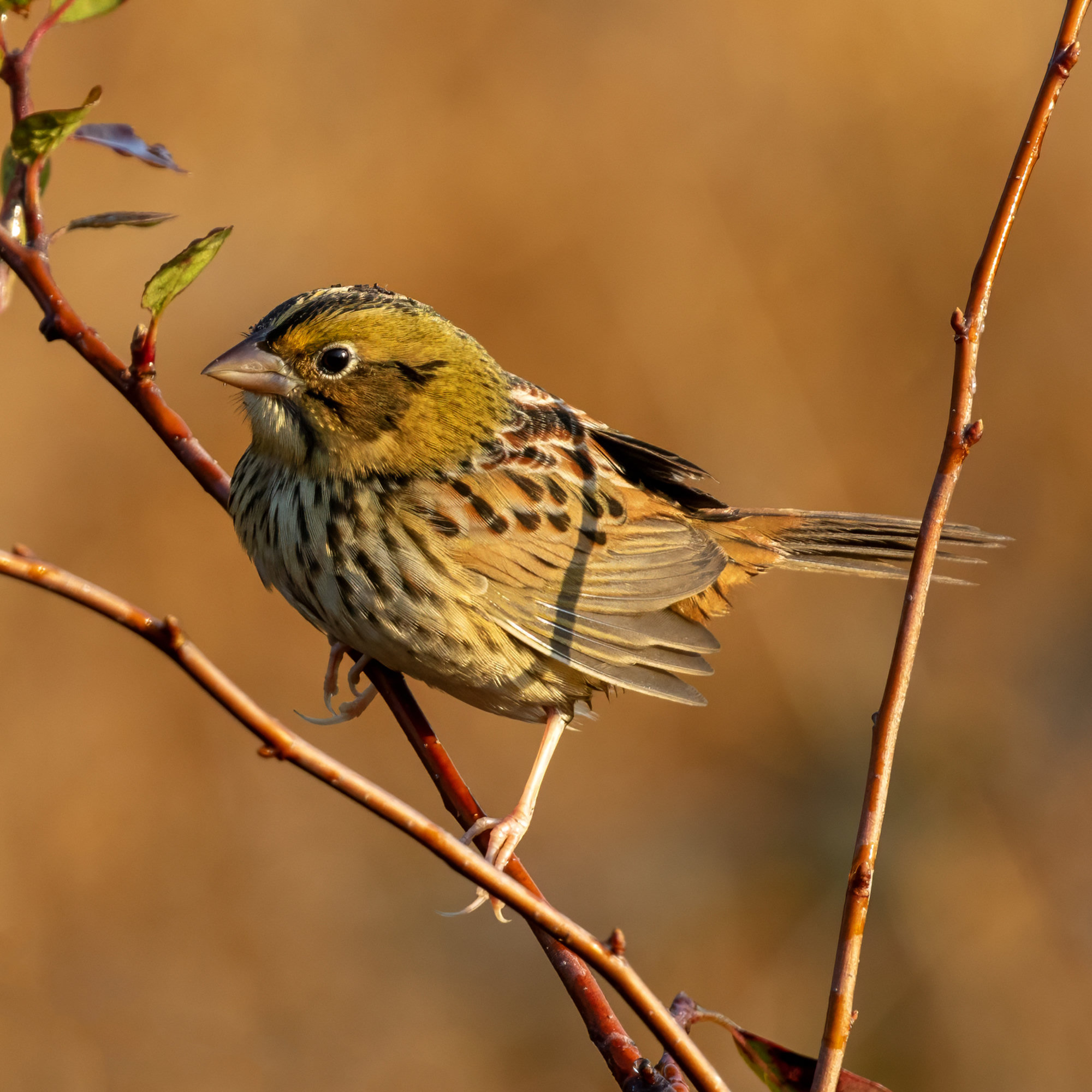 A Henslow's sparrow perched on a thin branch in Georgia, with a flat olive-green head, a large pale bill, rusty wings and fine dark streaks across its buff breast.