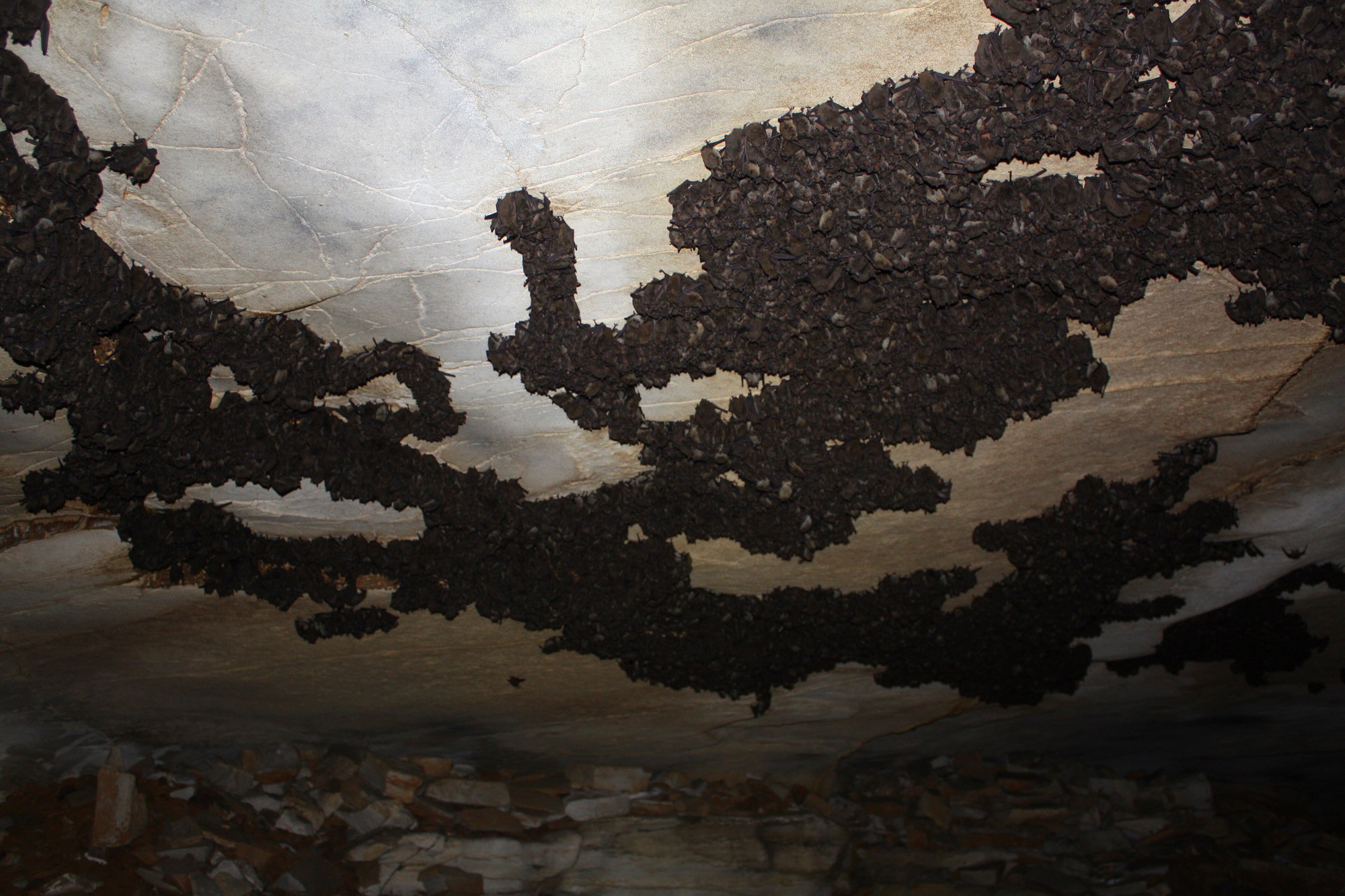 Dark clusters of hibernating gray bats covering the pale ceiling of a cave.