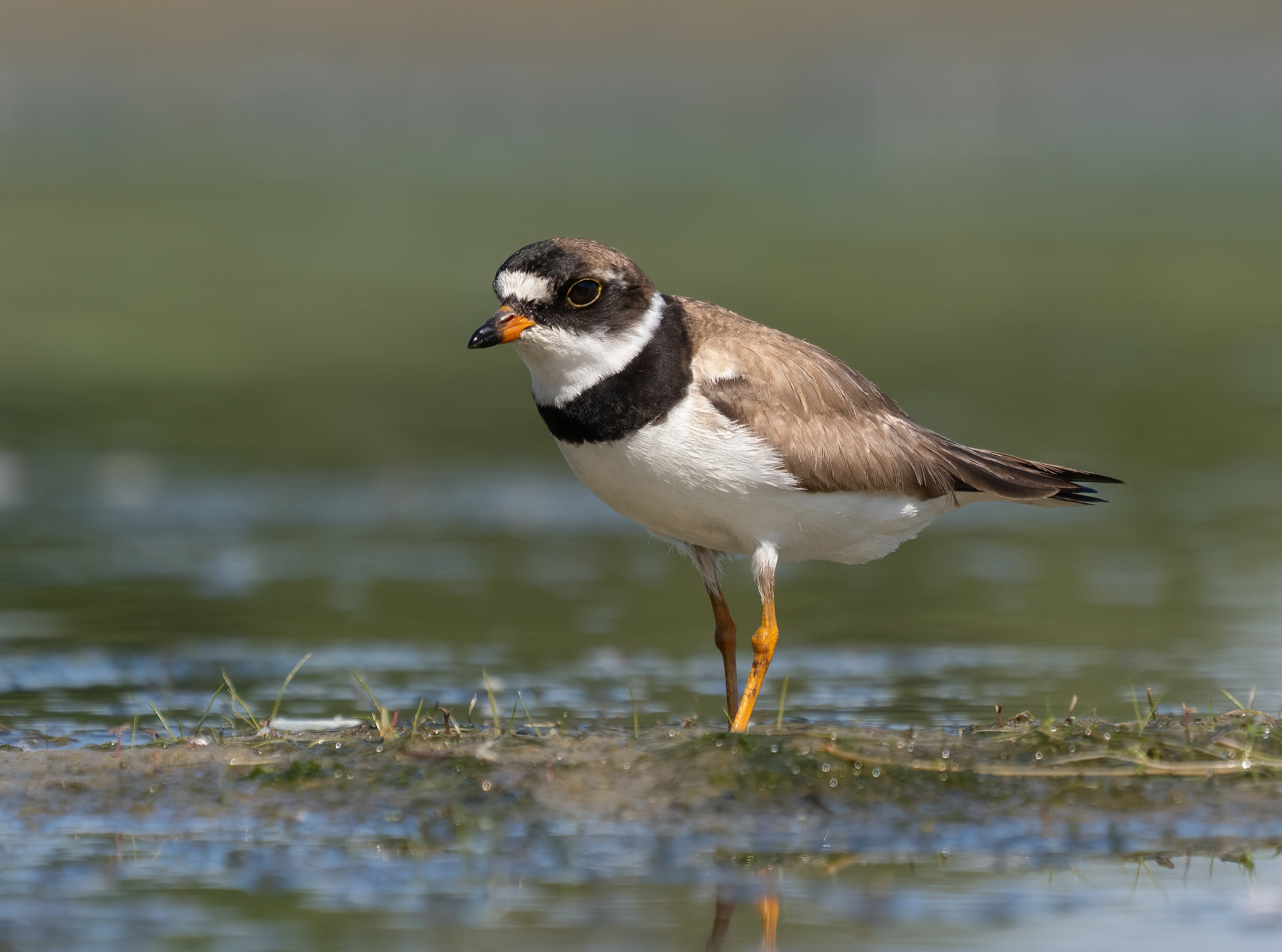 A semipalmated plover standing at the edge of a mudflat, its single black collar, orange-based bill and orange legs showing.